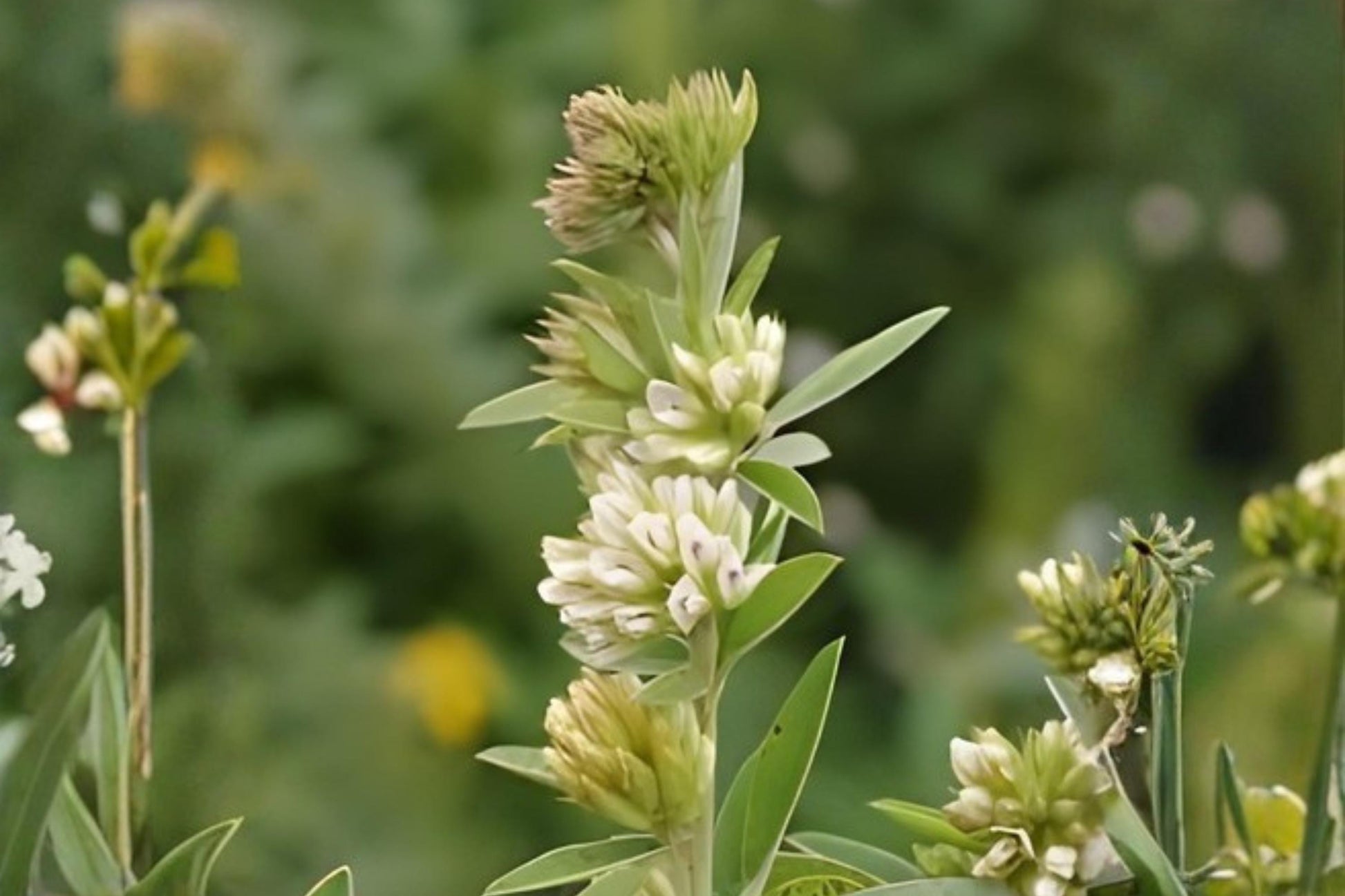 Roundhead Bush Clover Seeds (30) | Native Prairie Plant | Lespedeza capitata | Hardy, Drought Tolerant, Pollinator Friendly