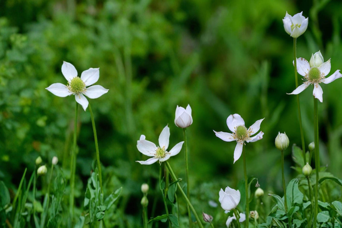 Tall Thimbleweed Seeds - 100 Count - White Wildflower - Anemone virginiana - Native Perennial for Prairie & Woodland Gardens