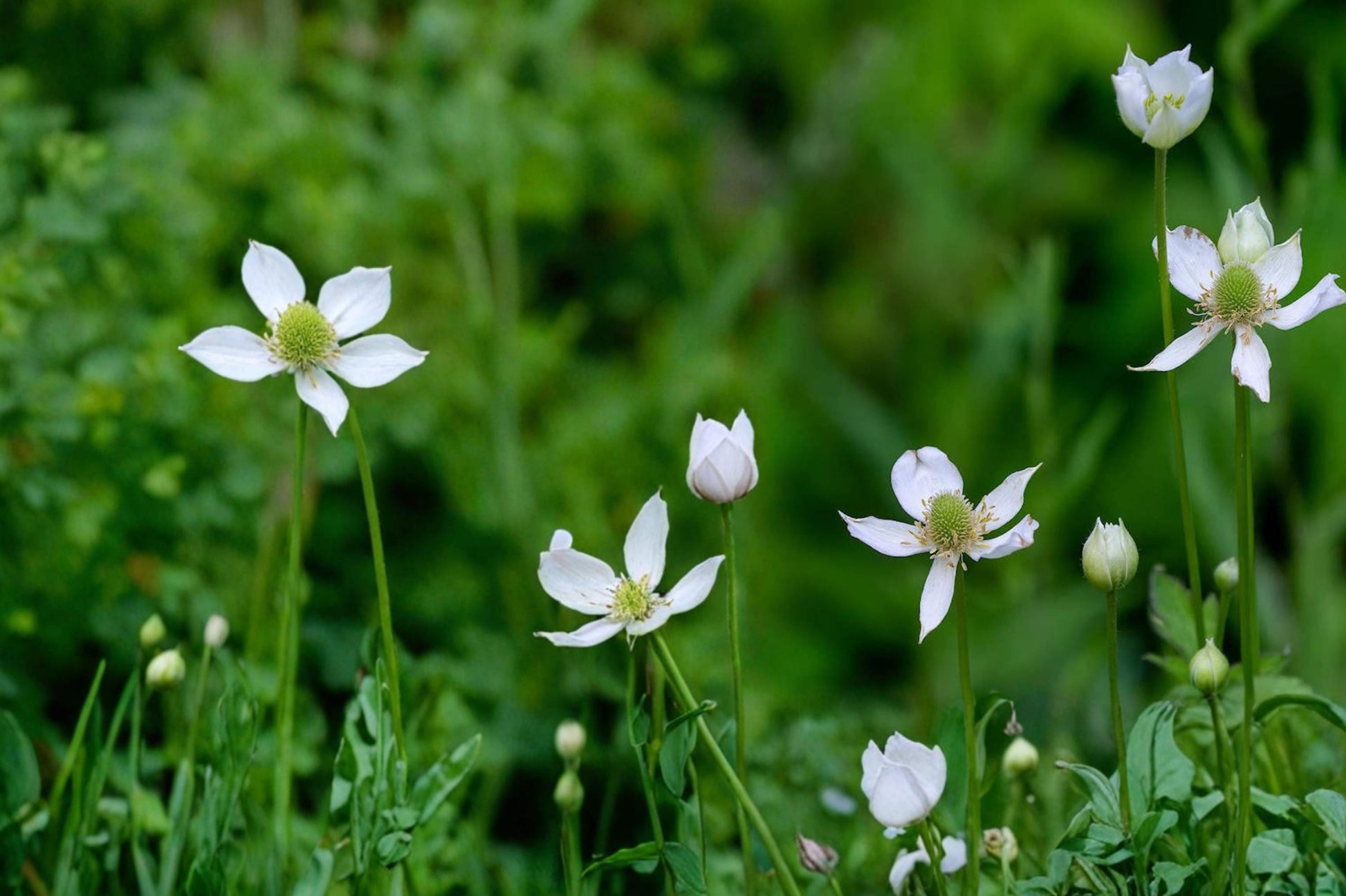 Tall Thimbleweed Seeds - 100 Count - White Wildflower - Anemone virginiana - Native Perennial for Prairie & Woodland Gardens