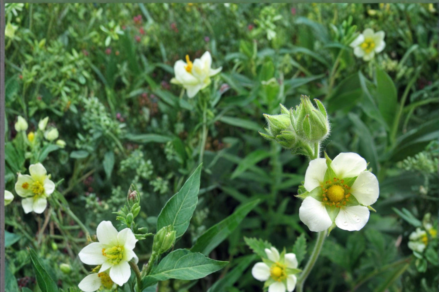 Prairie Cinquefoil Seeds - 100 Count - Drought Tolerant White Wildflower - Drymocallis arguta - Hardy Perennial for Meadows