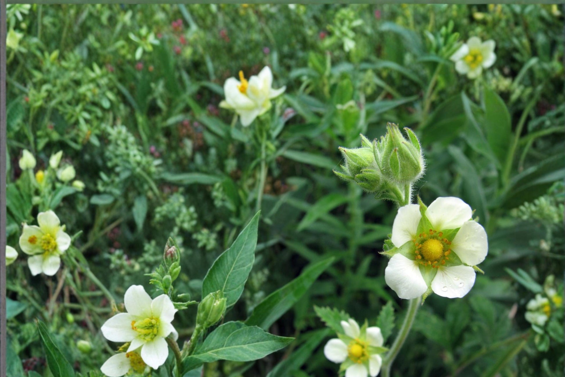 Prairie Cinquefoil Seeds - 100 Count - Drought Tolerant White Wildflower - Drymocallis arguta - Hardy Perennial for Meadows