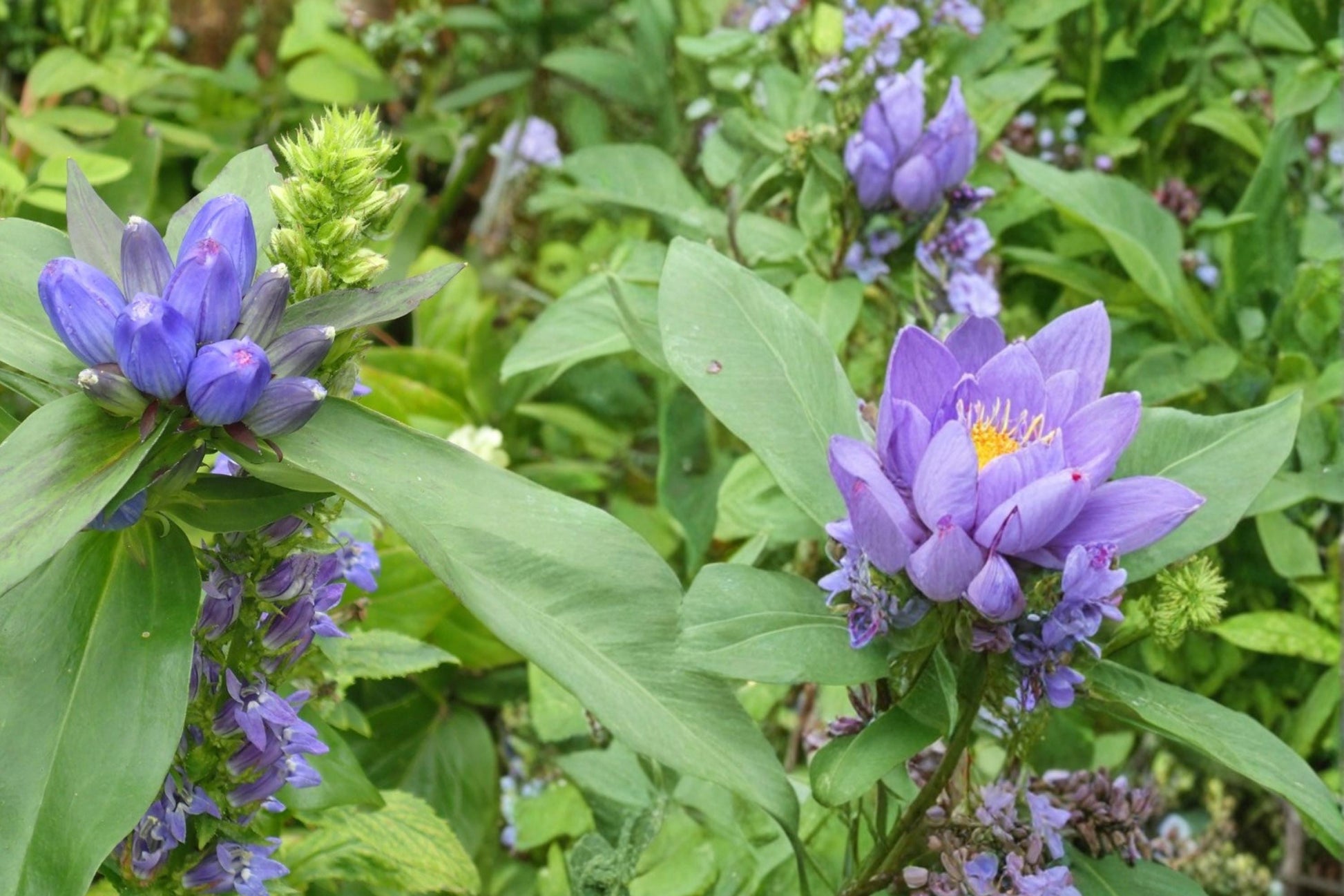 Great Blue Lobelia Seeds, 100 Count, Bright Blue Flowering Perennial, Lobelia siphilitica, Native Wildflower for Wetlands