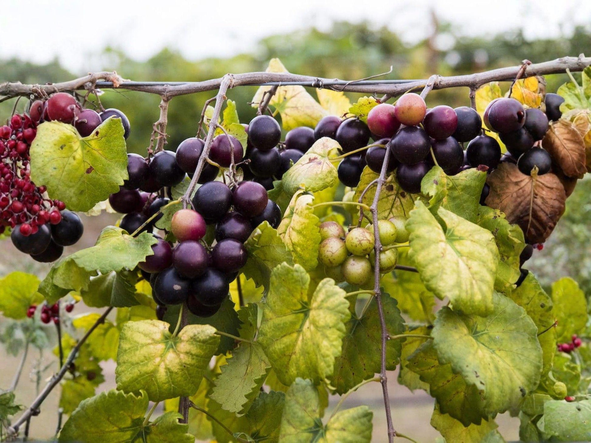 Muscadine Grape Plants - 2 Bare Root Edible Fruit Vines (3-6 In) - Vitis rotundifolia - Dark Purple Grapes for Southern Gardens