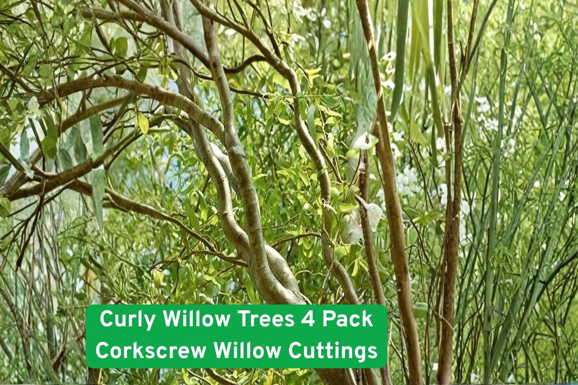 Curly Willow Trees 4 Pack Cuttings - Corkscrew Willow, Salix matsudana ‘Tortuosa’, Fast-Growing Ornamental Tree for Landscaping
