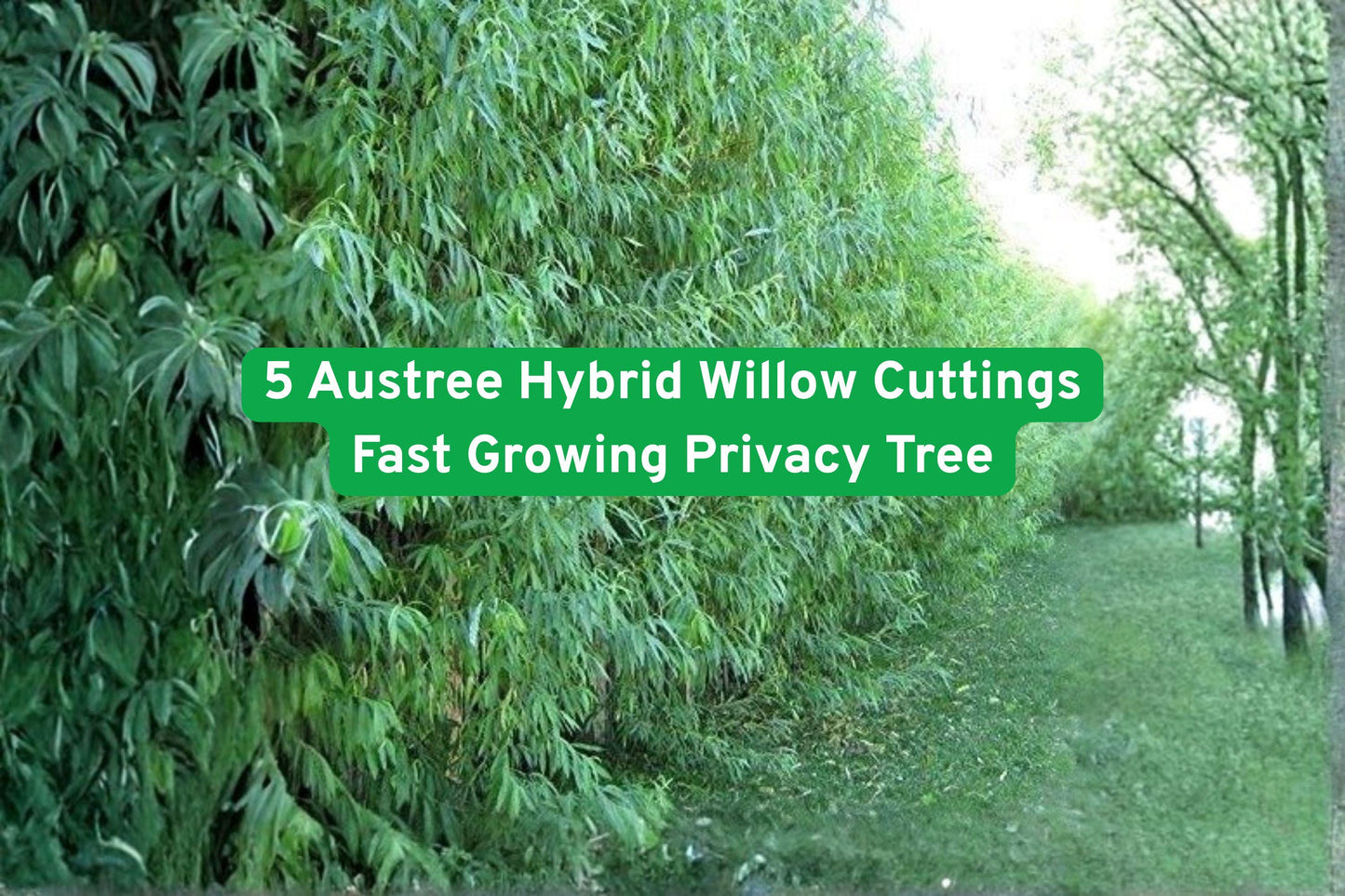 Austree Hybrid Willow Cuttings - 5 Fast Growing Privacy Trees (Salix spp.) - Ideal for Hedges, Windbreaks, and Erosion Control