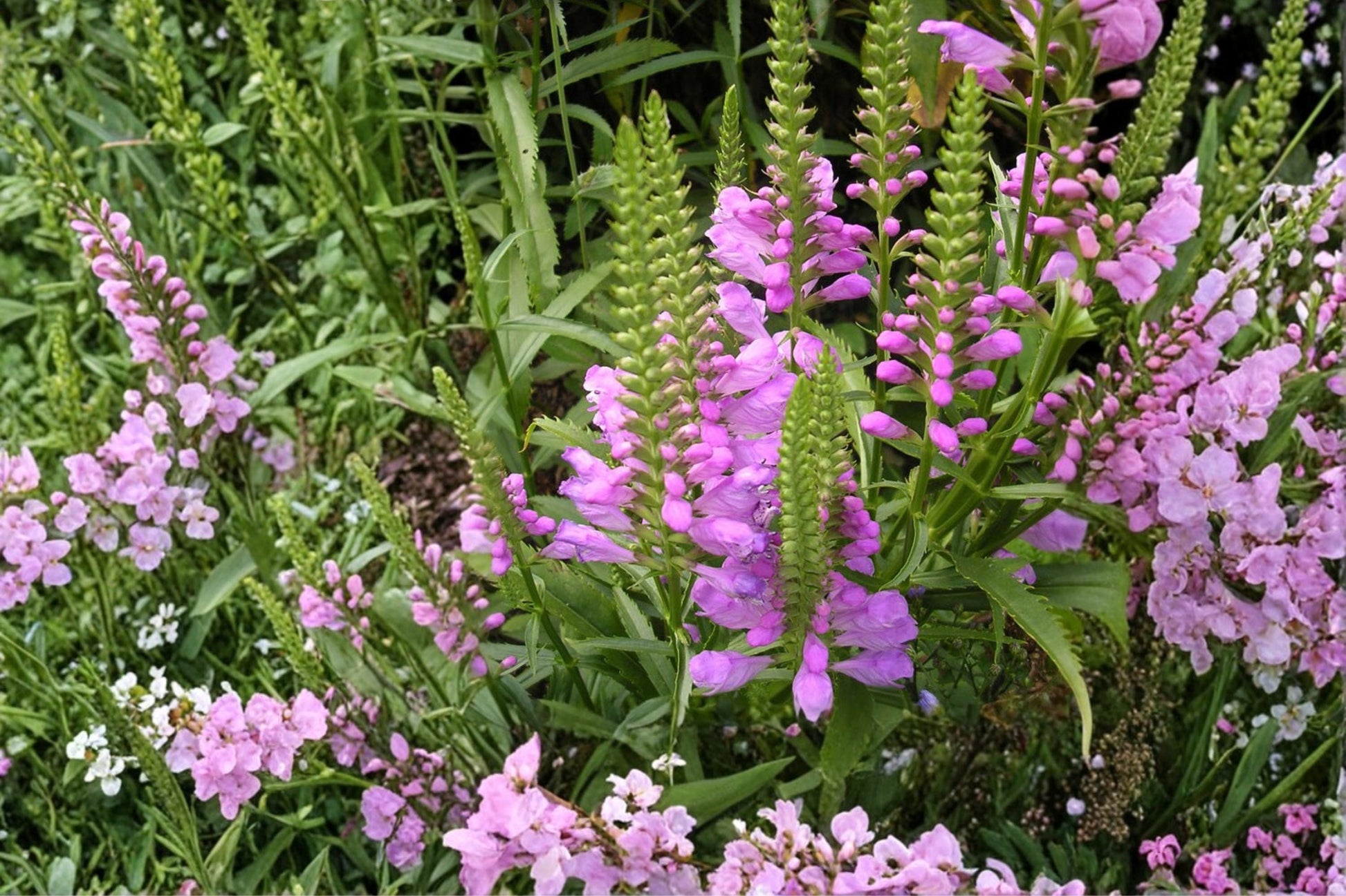 Obedient Plant Seeds 50 Count - Pink to Lavender Flowers - Physostegia virginiana - Hardy Perennial for Borders & Meadows
