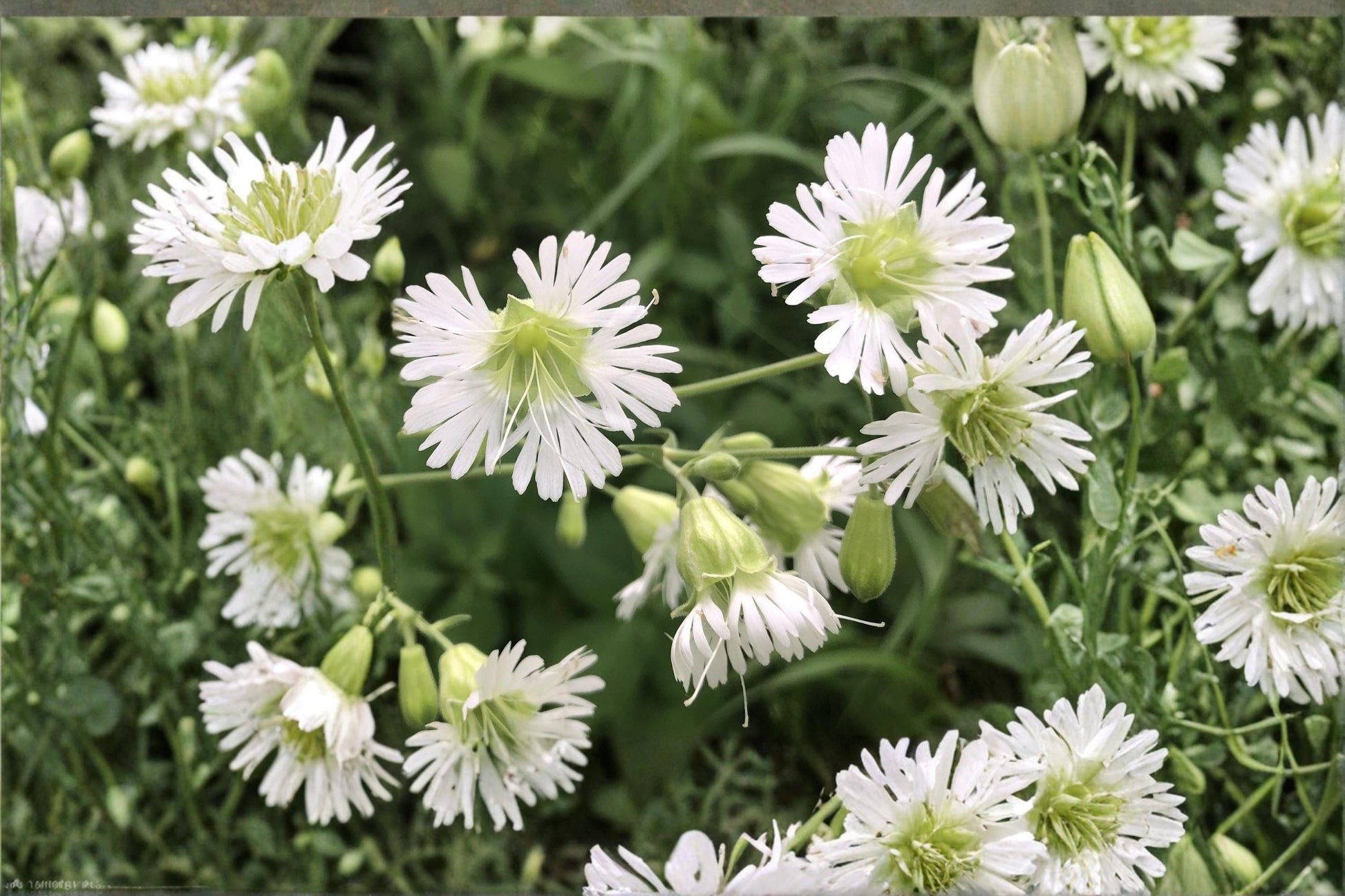Starry Campion Seeds - 100 Seeds of Silene stellata - White Perennial Wildflower for Woodland Gardens & Shade Borders