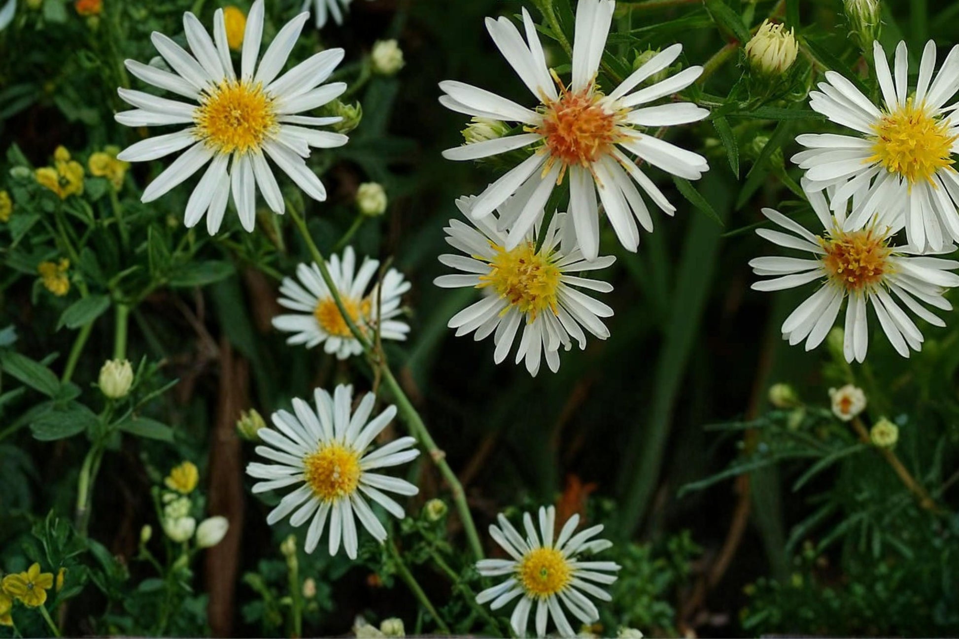 Panicled Aster Seeds 100 Count - White Wildflower, Native Perennial, Symphyotrichum lanceolatum, Meadow & Woodland Plant