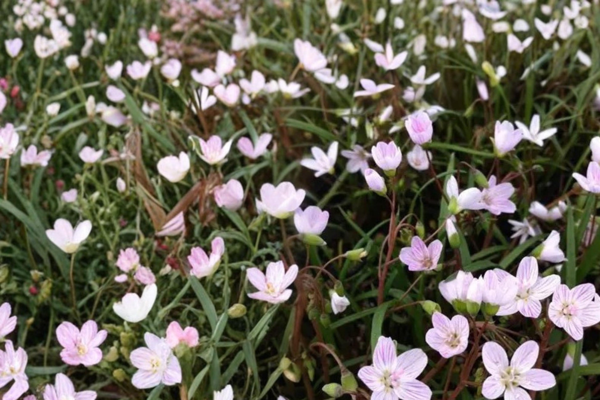 Spring Beauty Seeds - 20 Pack - Claytonia virginica - Delicate White to Pale Pink Flowers for Woodland Gardens