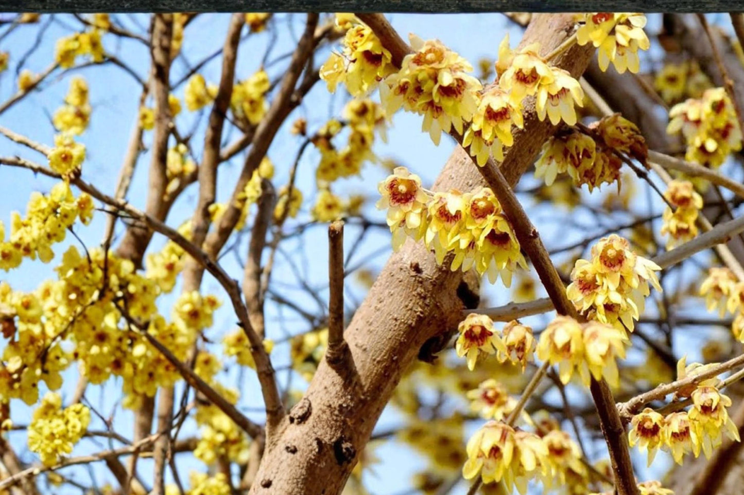 Fragrant Wintersweet Seeds - 10 Seeds - Yellow Flowering Shrub - Chimonanthus praecox - Deciduous Ornamental Plant