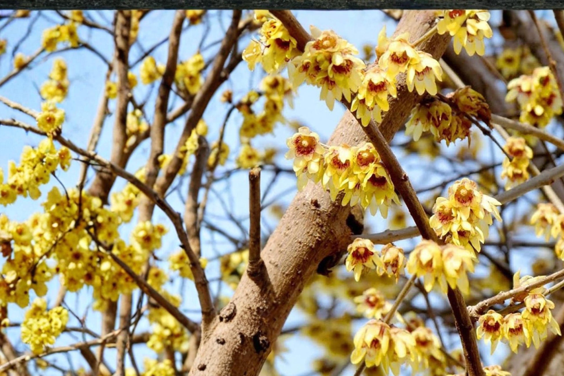 Fragrant Wintersweet Seeds - 10 Seeds - Yellow Flowering Shrub - Chimonanthus praecox - Deciduous Ornamental Plant
