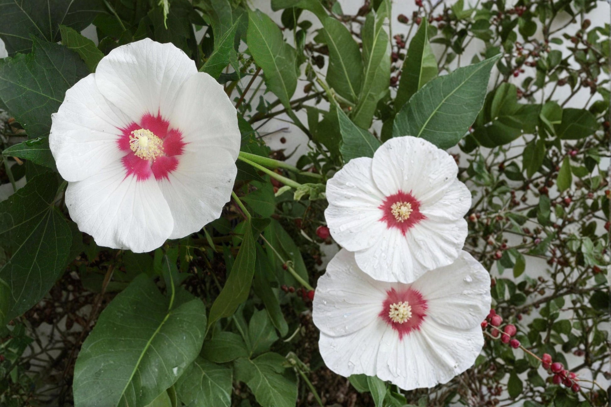 False Confederate Mallow Seeds, 10 Count, Pink to White Flowers, Hibiscus paramutabilis, Deciduous Shrub for Garden Borders