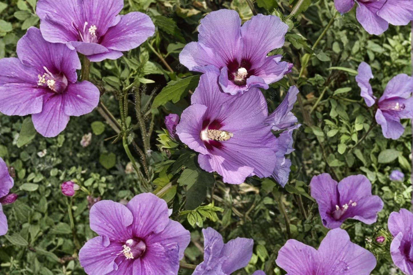 Rose of Sharon Seeds 10 Count - Hibiscus syriacus - Deciduous Flowering Shrub in Mixed Colors for Garden Landscapes