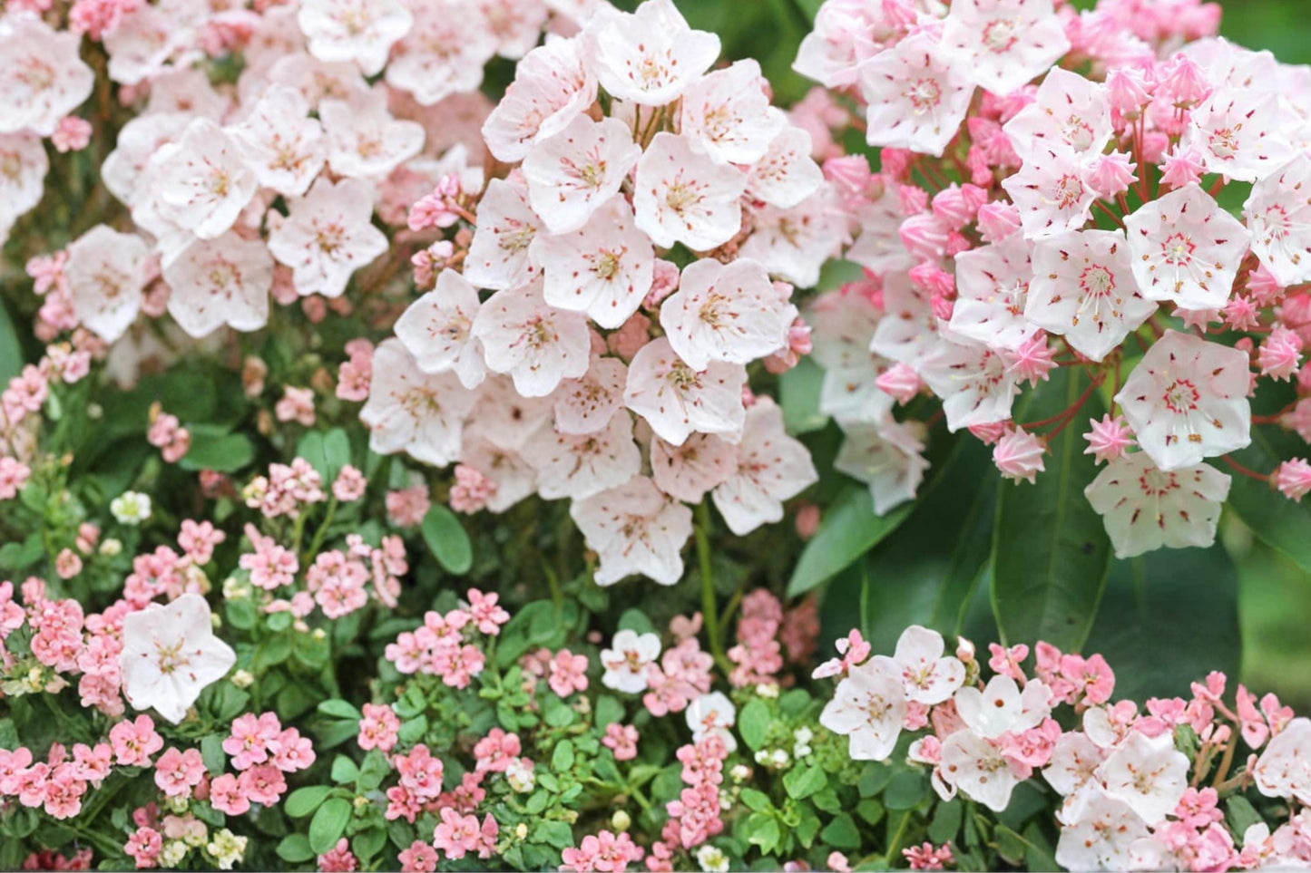 Mountain Laurel Seeds 100 Count - Kalmia latifolia - Pale Pink to White Flowering Evergreen Shrub for Shade Gardens