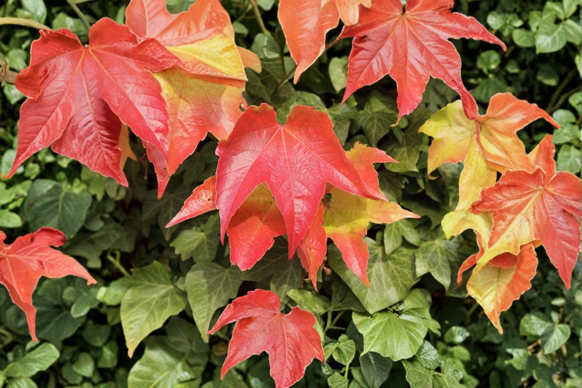 Boston Ivy Seeds - 10 Pack - Climbing Deciduous Vine - Parthenocissus tricuspidata - Vertical Garden, Shade Tolerant Plant