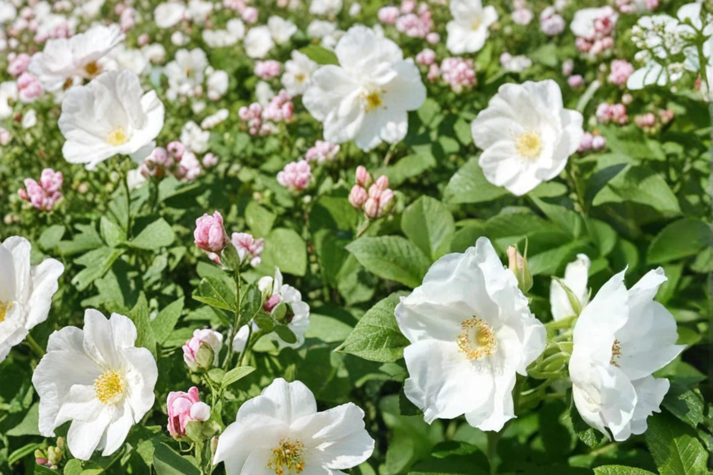White Rugosa Rose Seeds - 25 Seeds of Rosa rugosa alba - Fragrant White Flowering Deciduous Shrub for Hedges and Borders