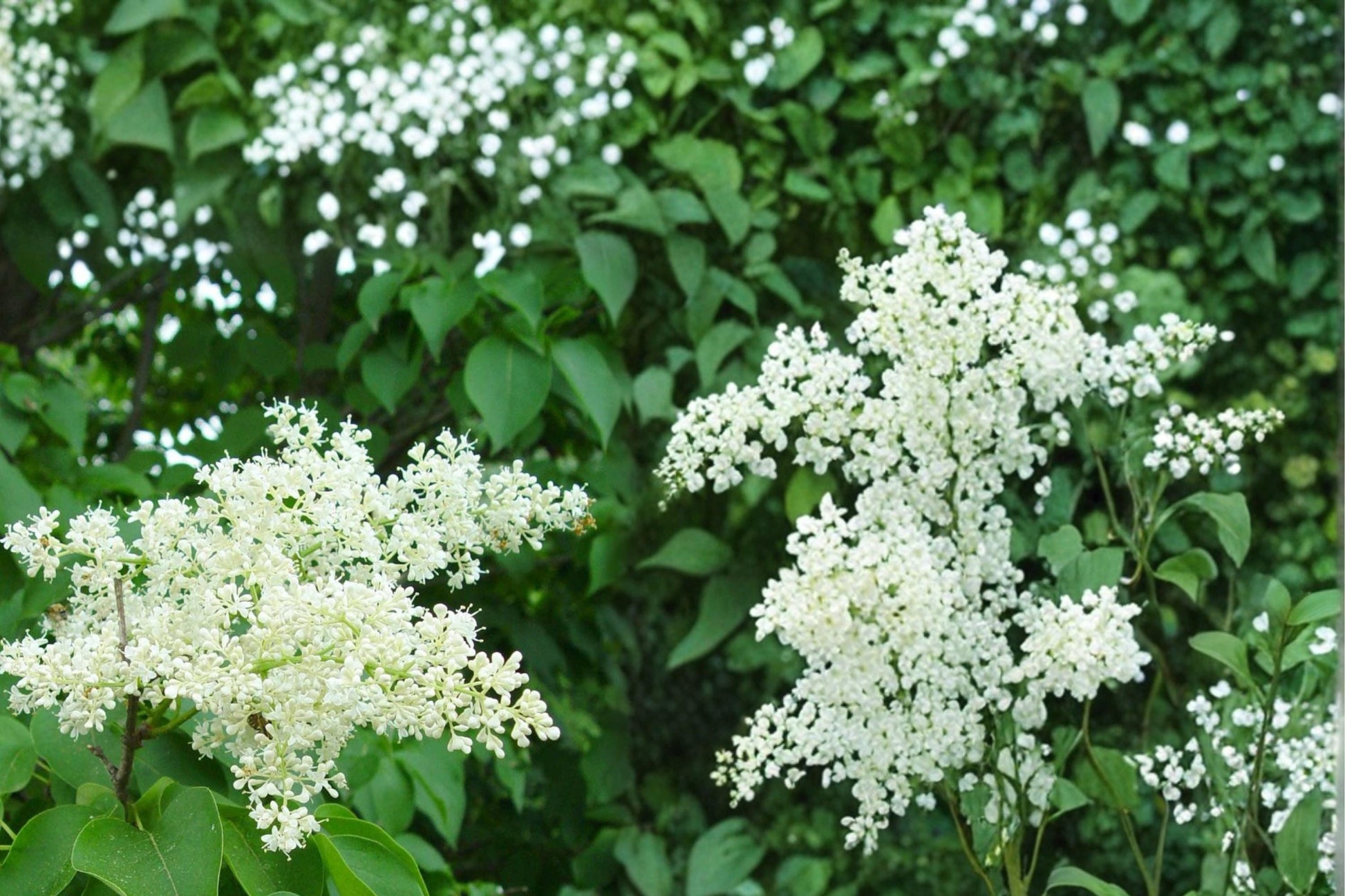 Japanese Tree Lilac Seeds - 10 Pack - Creamy White Flowers - Syringa reticulata - Deciduous Ornamental Tree for Landscapes