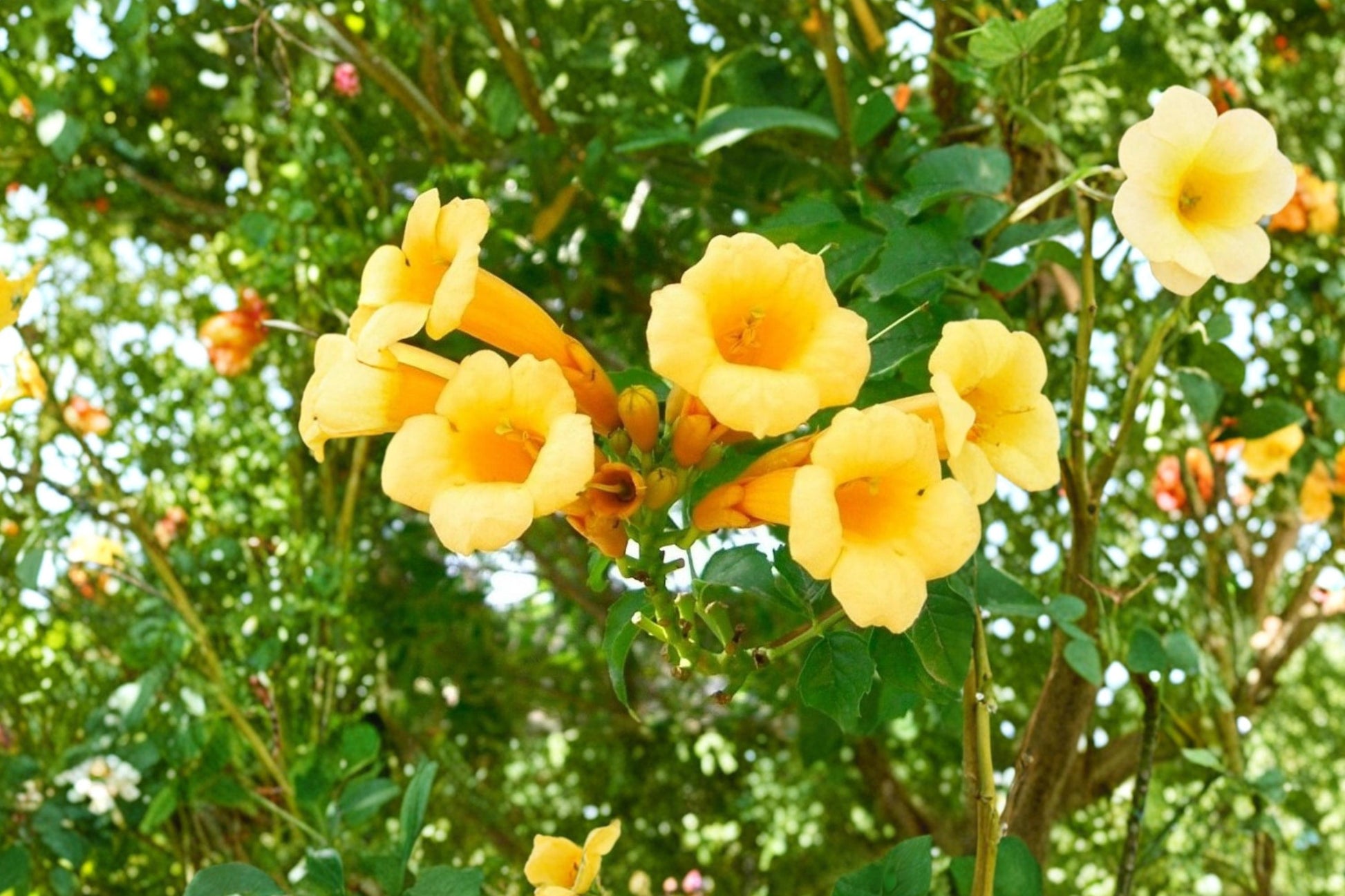 Yellow Trumpet Vine Seeds - 20 Count Campsis radicans 'Flava' - Bright Yellow Climbing Perennial for Trellises and Fences