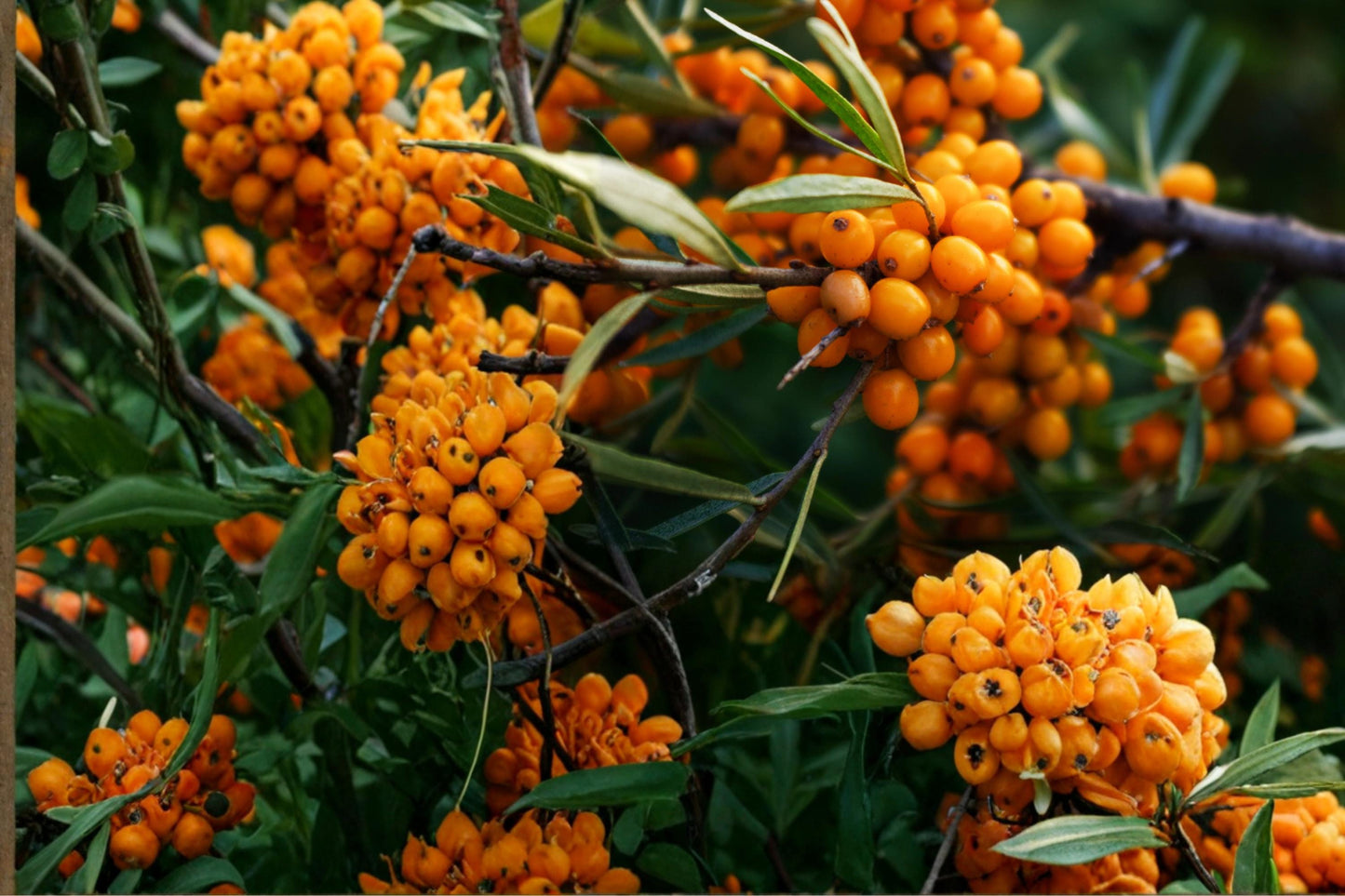 Sea Buckthorn Seeds - 20 Count - Hardy Deciduous Shrub with Silvery Foliage & Orange Berries - Hippophae rhamnoides