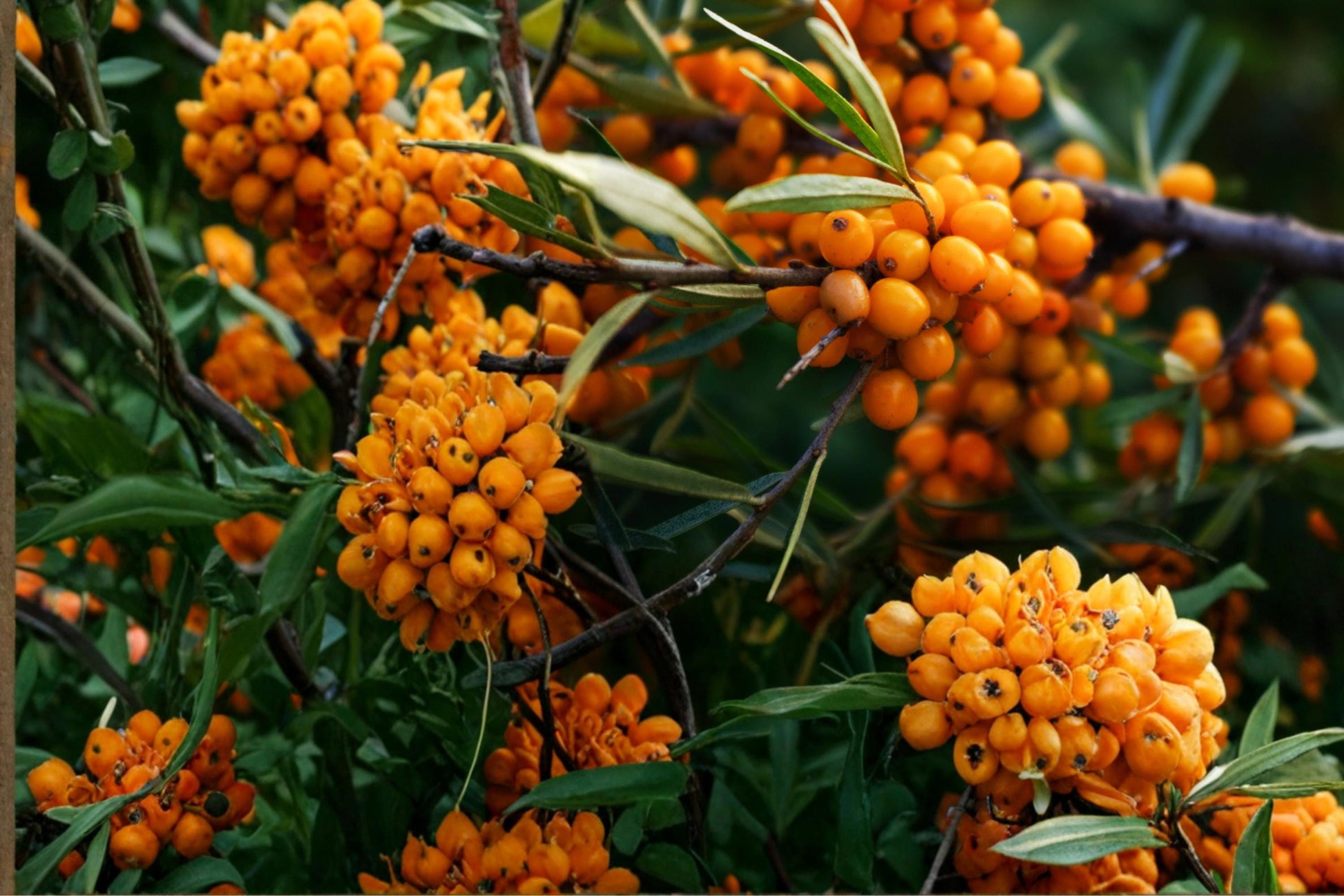 Sea Buckthorn Seeds - 20 Count - Hardy Deciduous Shrub with Silvery Foliage & Orange Berries - Hippophae rhamnoides