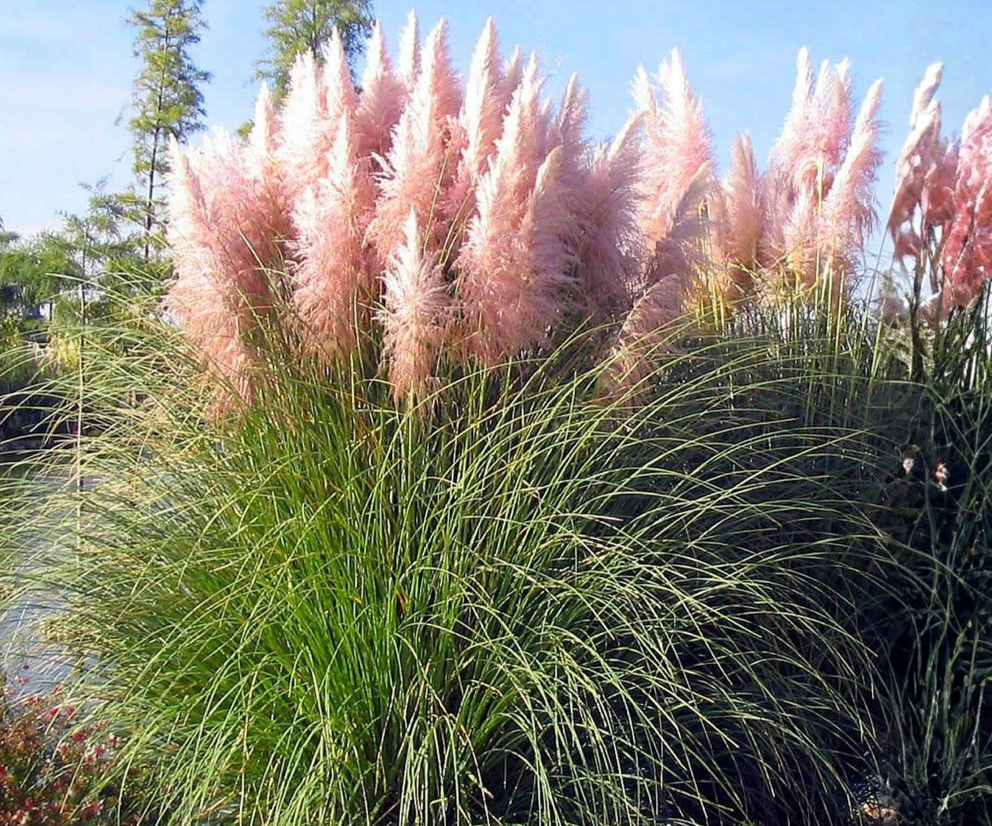 Pink Pampas Grass Plugs - 3 Live Ornamental Plants - Cortaderia Selloana - Perennial Outdoor Garden Decor