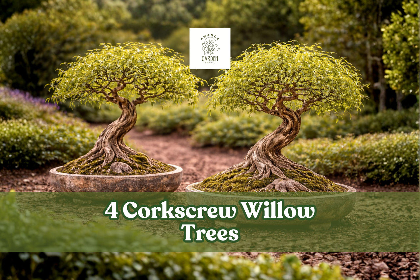 Corkscrew Willow Trees - 4 Live Plants Salix matsudana - Unique Twisted Branches for Landscape & Bonsai