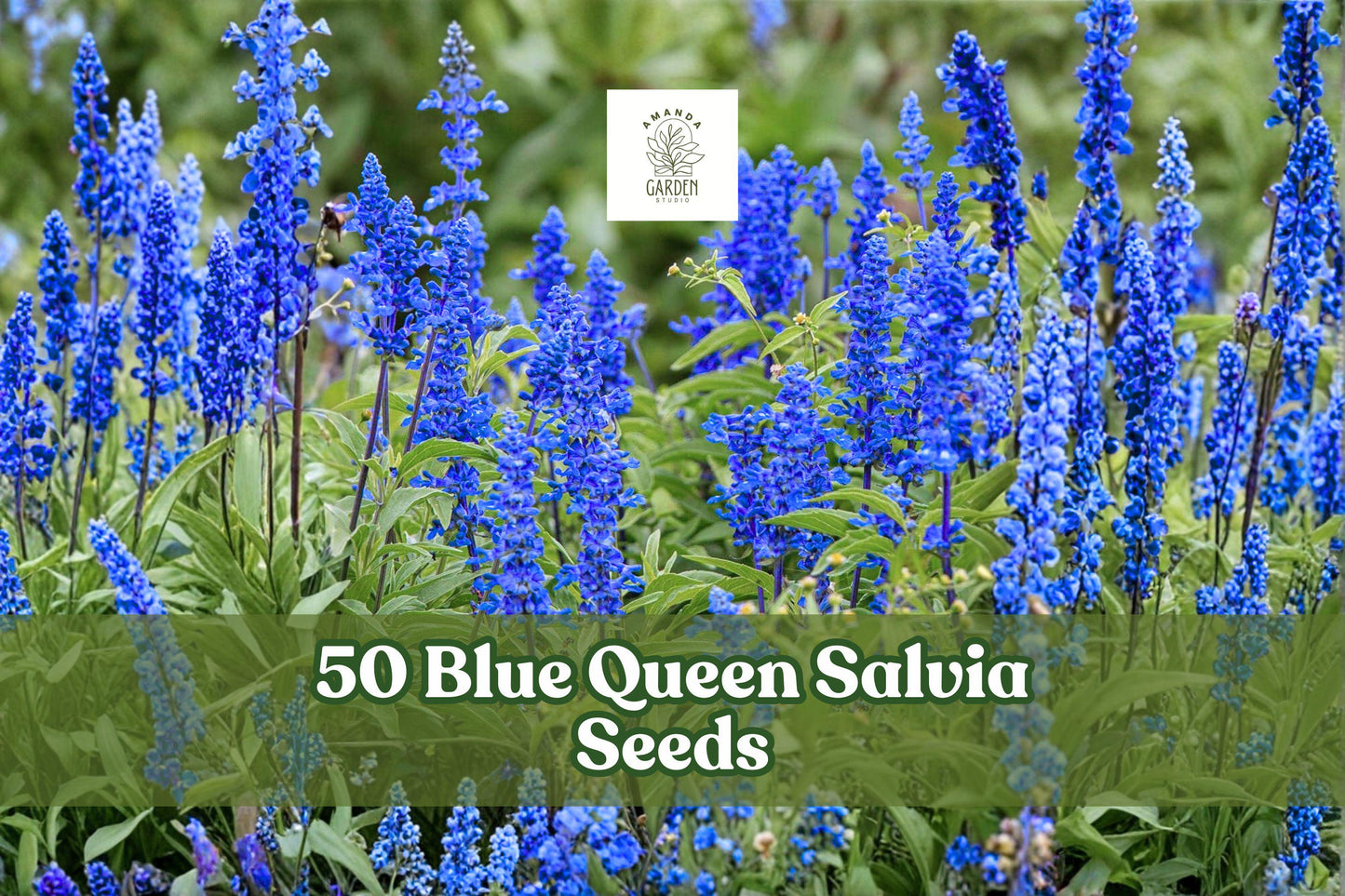 50 Blue Queen Salvia Seeds - Salvia nemorosa - Deep Blue Flower Spikes - Compact Perennial for Borders & Pollinator Gardens