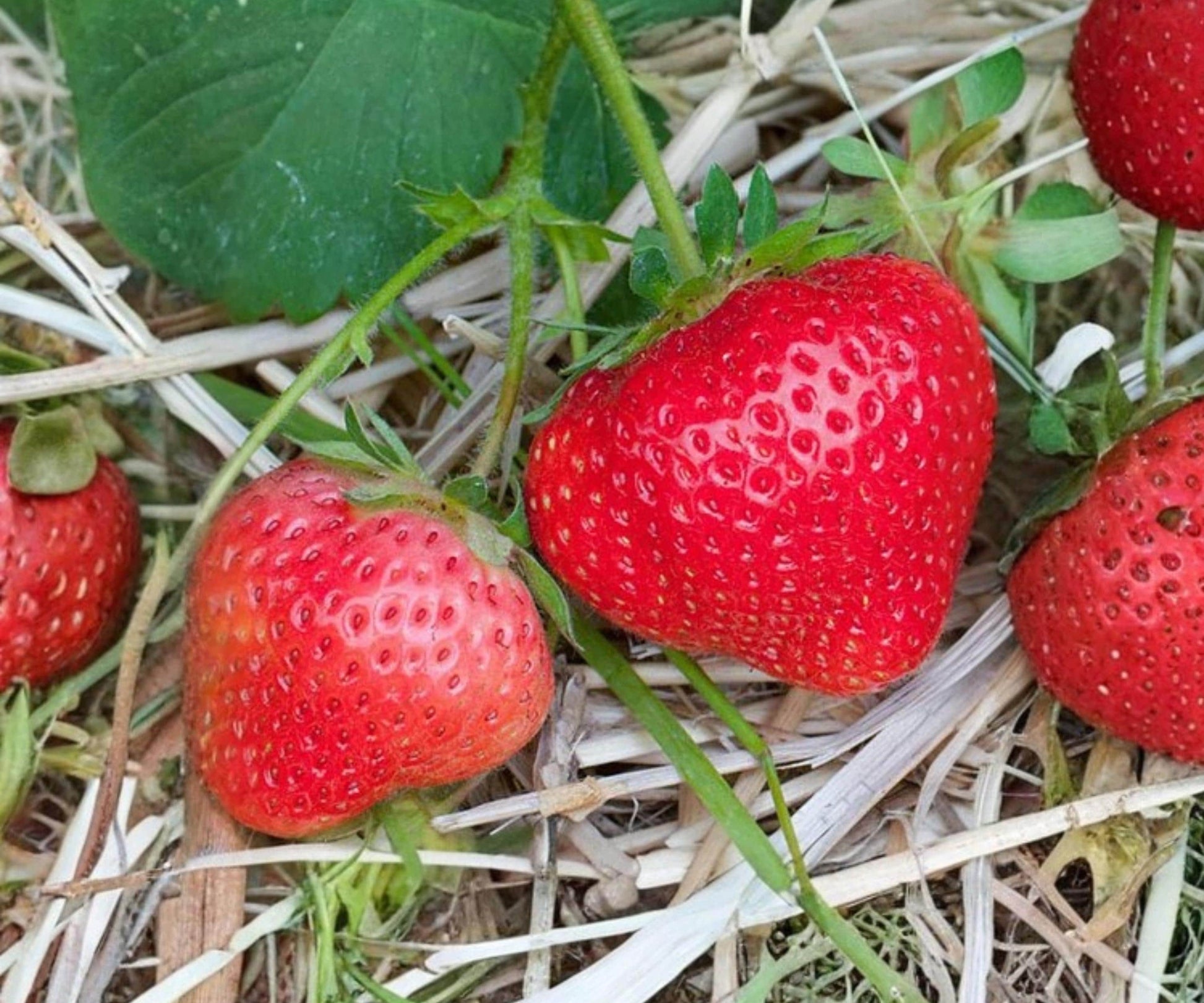 AC Wendy Strawberry Plants - 10 Bare Root June Bearing Fragaria - Sweet, Firm, High-Yielding Perennial for Garden Outdoor