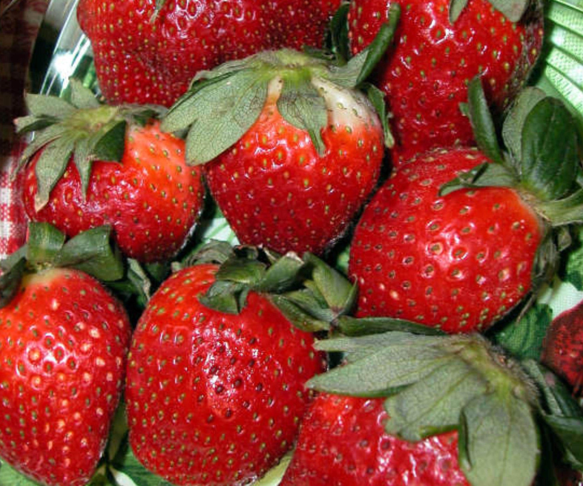 Everbearing Strawberry Plants - 10 Bare Root Ft Laramie - Fragaria - Sweet, Cold Hardy, Juicy Berries for Outdoor Garden