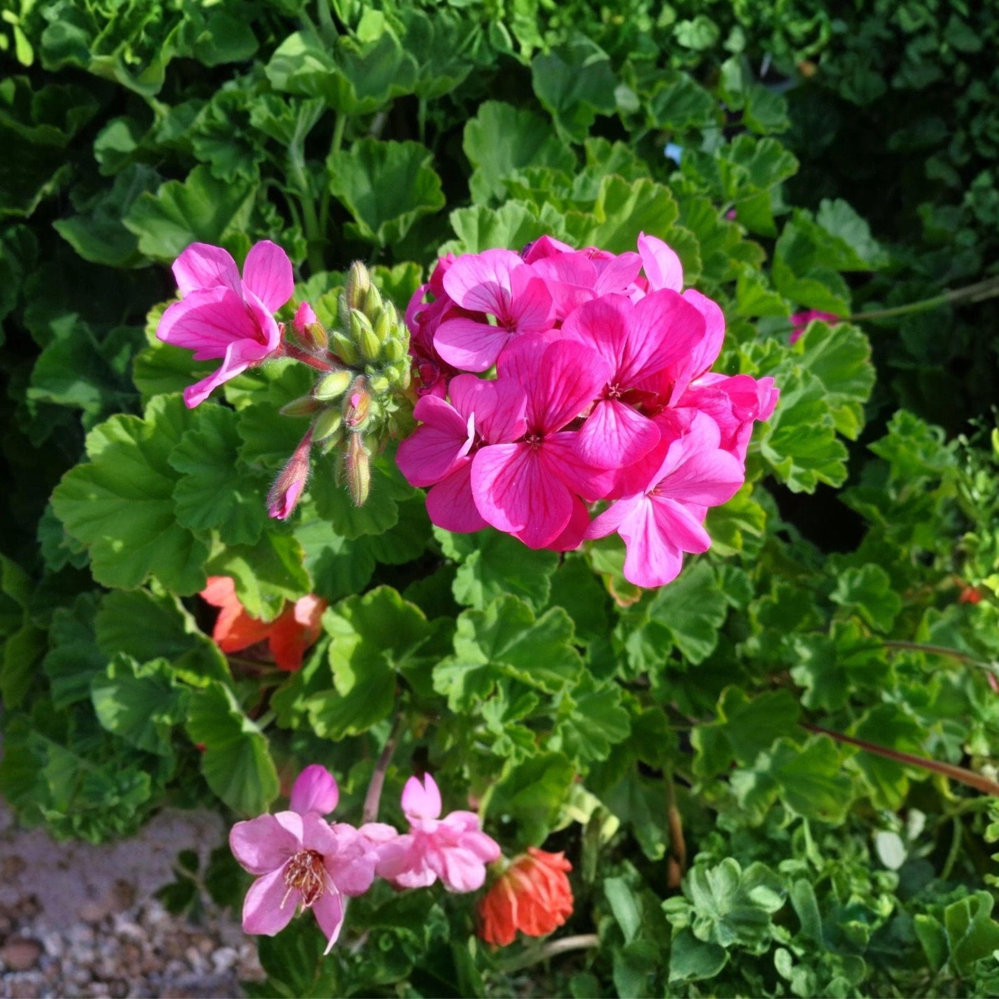 Pelargonium Pink Geranium Unrooted Cuttings – 30 Live 6-Inch Fragrant Flowering Plants for Containers & Borders