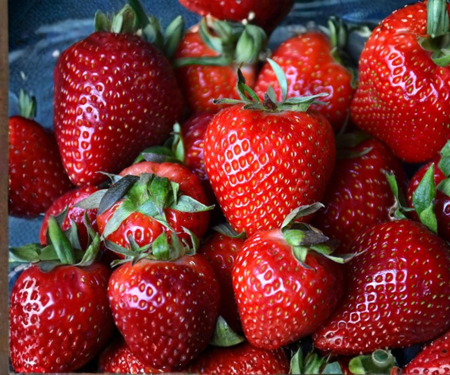 Albion Strawberry Plants - 10 Bare Root Live Plants - Day Neutral Edible Perennial - Fragaria × ananassa - Sweet Large Berries