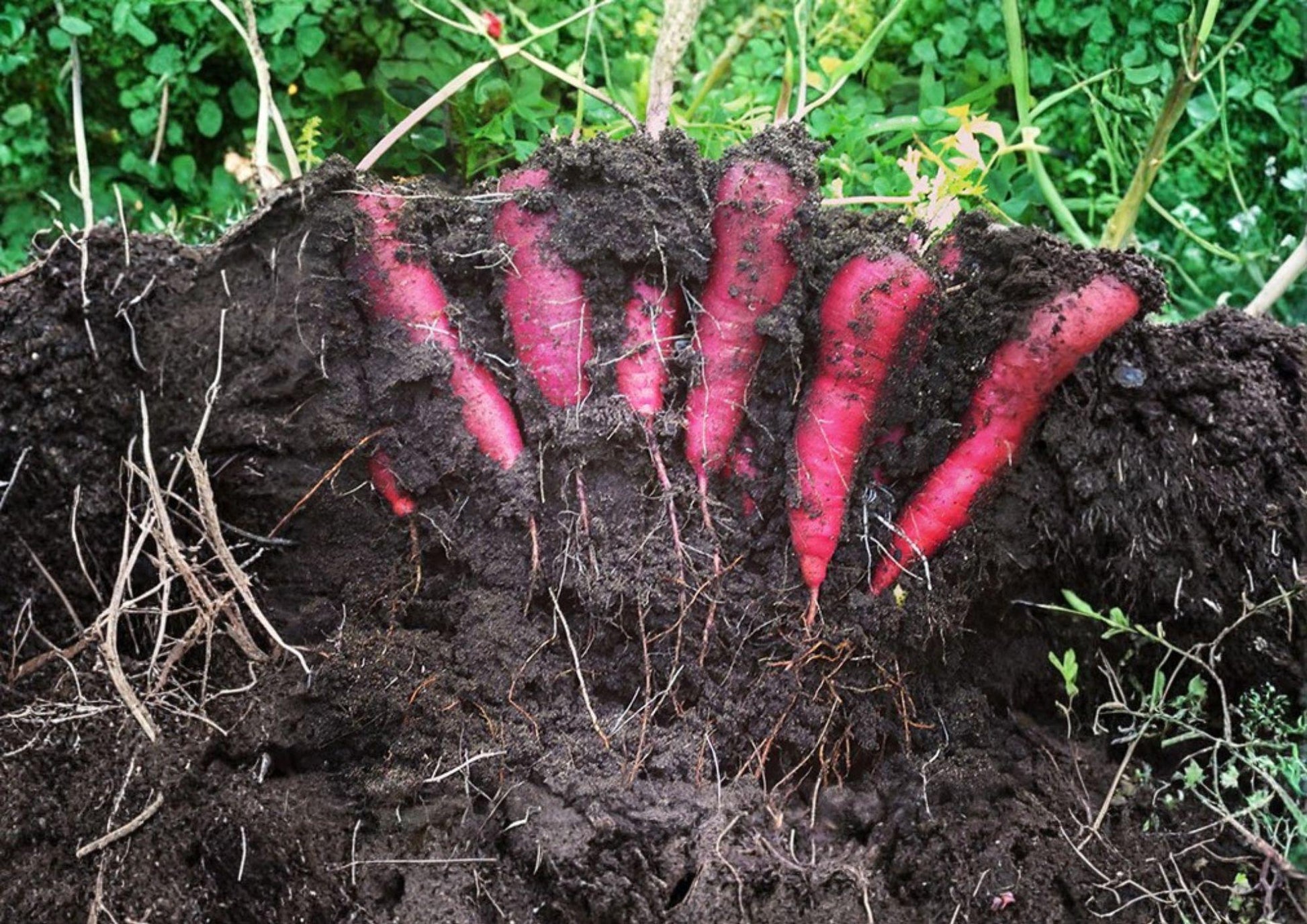 Purple Dragon Carrot Seeds - 200+ Heirloom Organic Non-GMO Purple Carrots for Garden Planting - Sweet Crunchy Roots