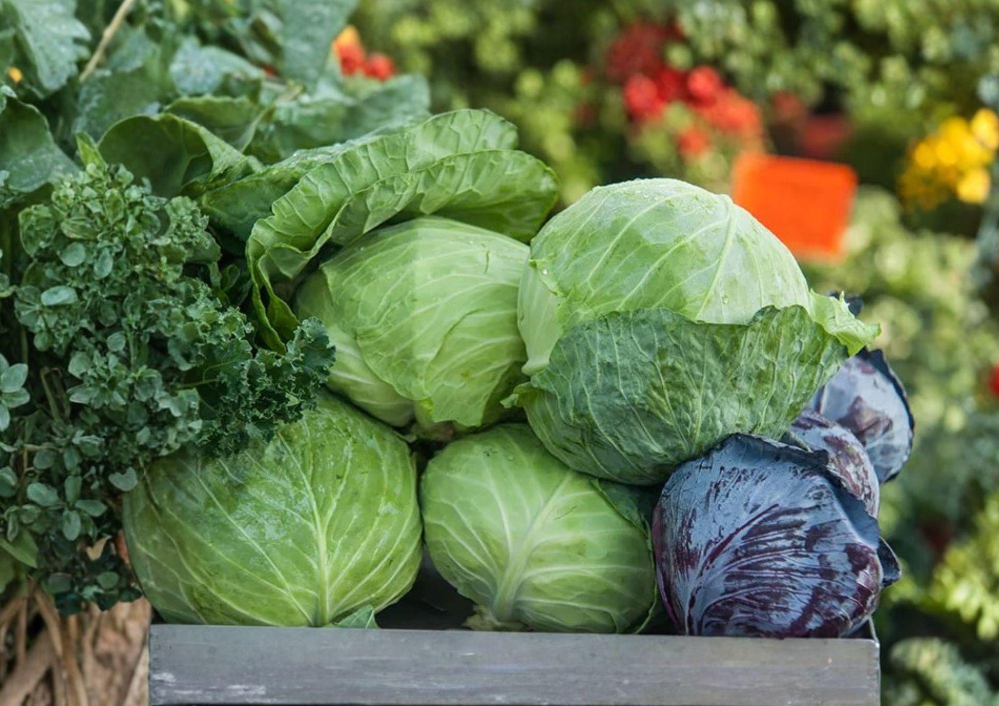 Charleston Wakefield Cabbage Seeds - 500+ Heirloom Non-GMO Vegetable Seeds for Garden Planting, Early Pointed Head Variety