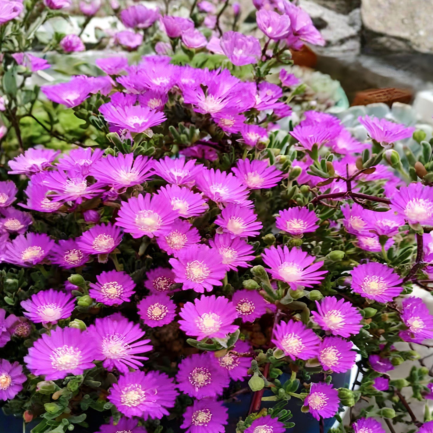 Ice Plant Cuttings - 6 Unrooted Purple Pink Succulent Cuttings, Delosperma for Ground Cover and Rock Gardens