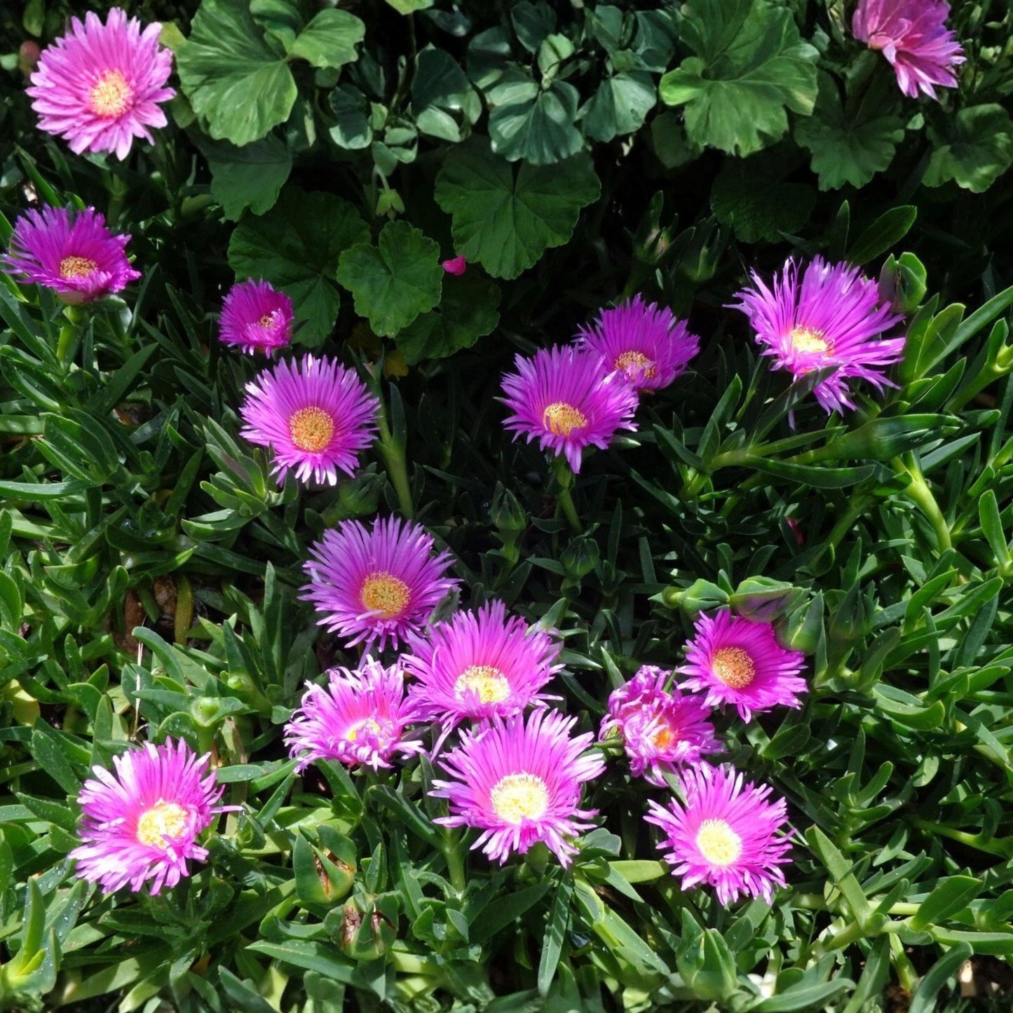 Delosperma Ice Plant Cuttings - 30 Unrooted Purple Pink Succulent Live Cuttings for Ground Cover Propagation
