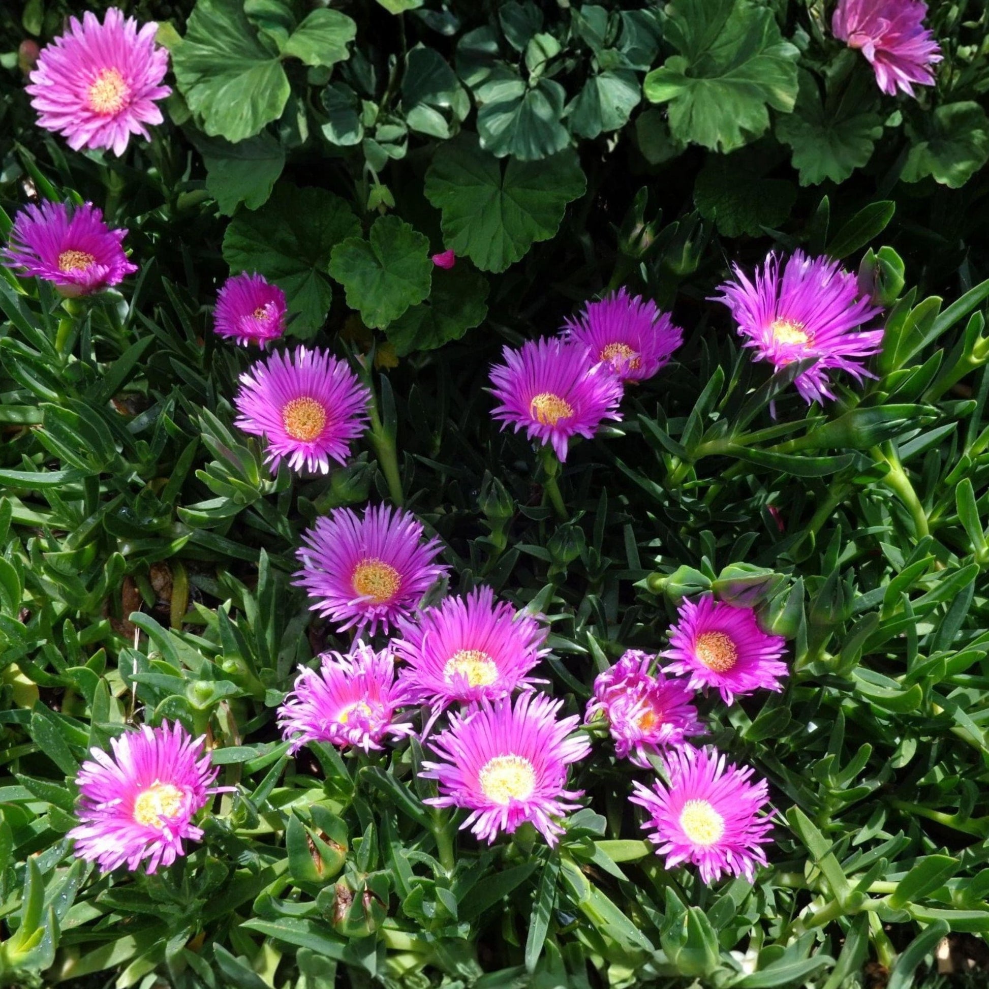 Delosperma Ice Plant Cuttings - 30 Unrooted Purple Pink Succulent Live Cuttings for Ground Cover Propagation