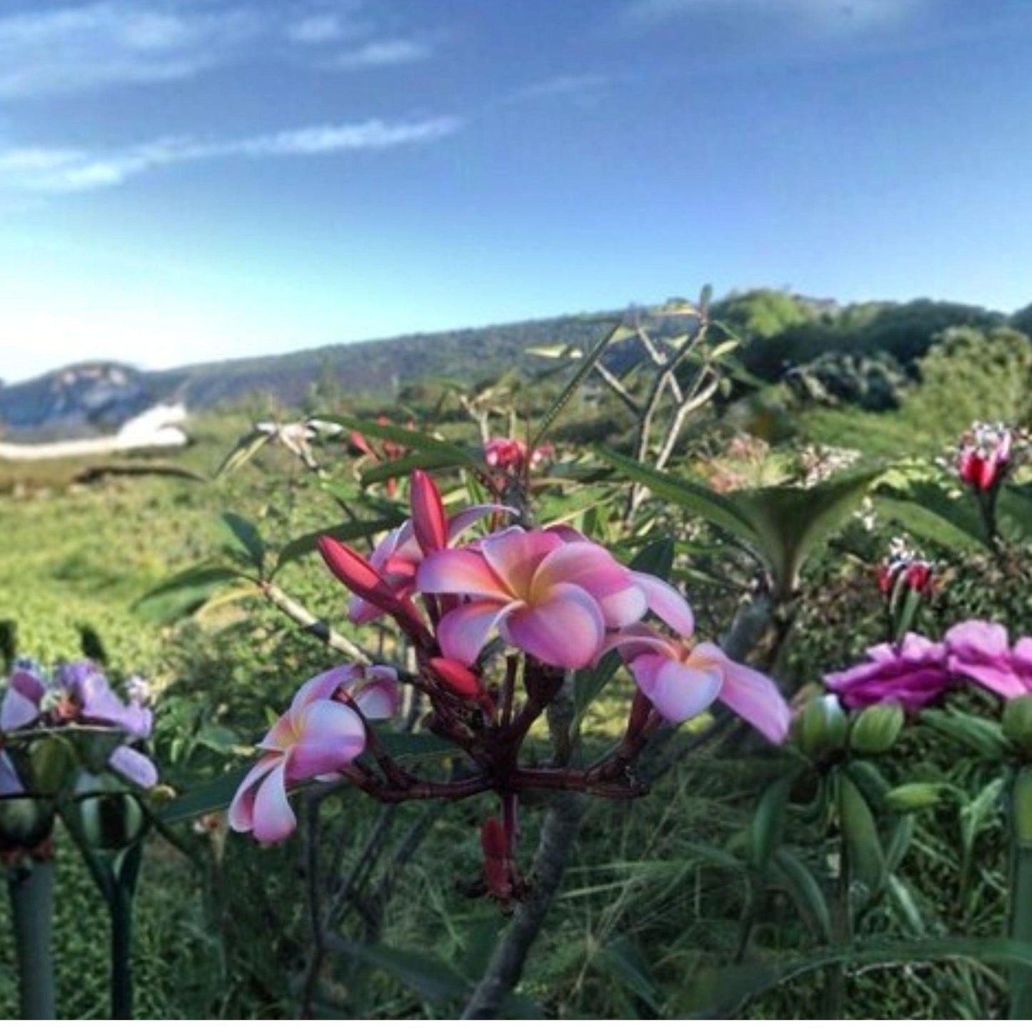 Pink Plumeria Cutting, 10 Inch Unrooted Live Cutting, Frangipani Starter Plant, Plumeria rubra, Tropical Flowering Plant
