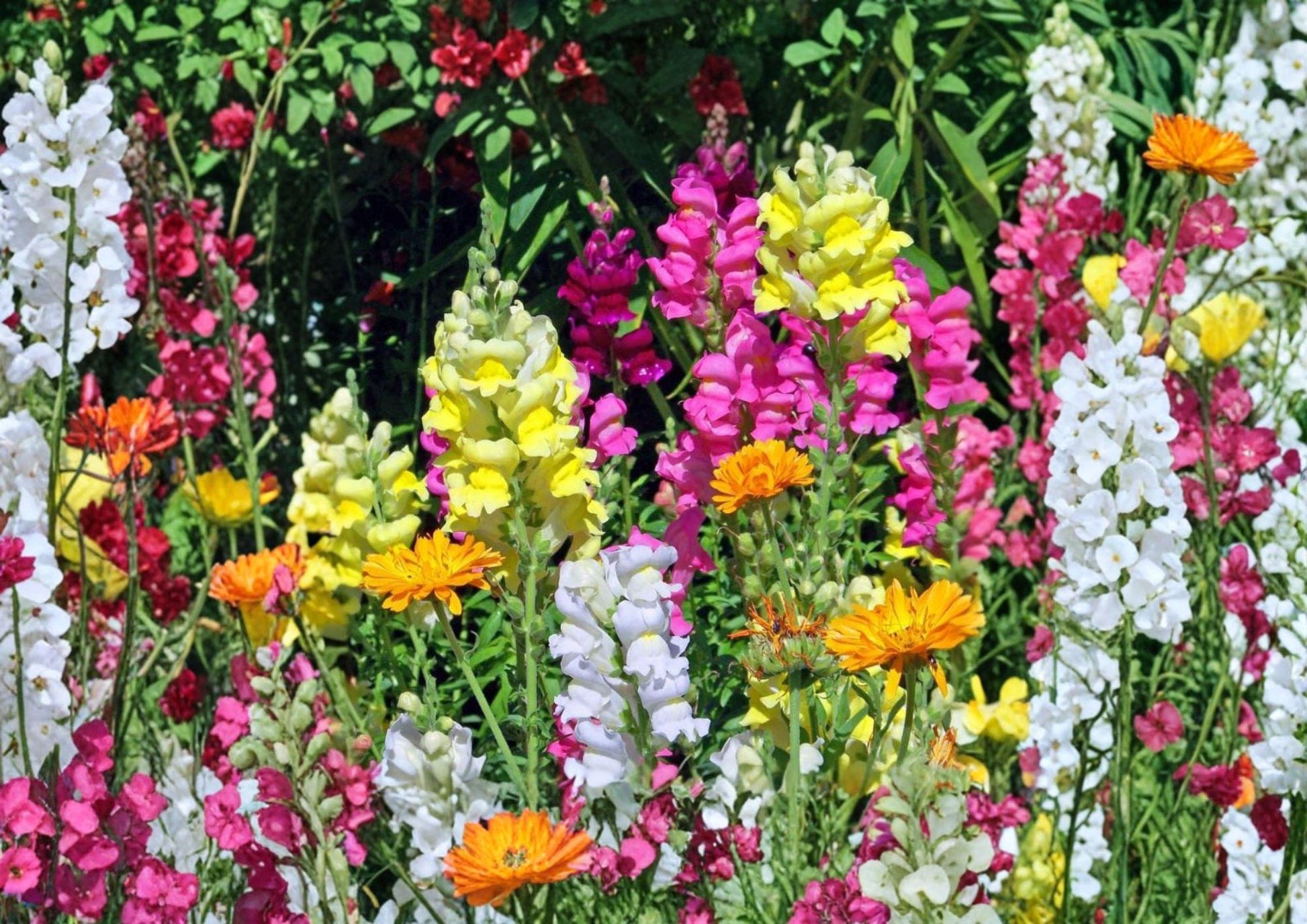 Snapdragon Seeds - 3000+ Tall Mix Colorful Antirrhinum Blooms for Garden Planting, Cut Flowers, and Borders
