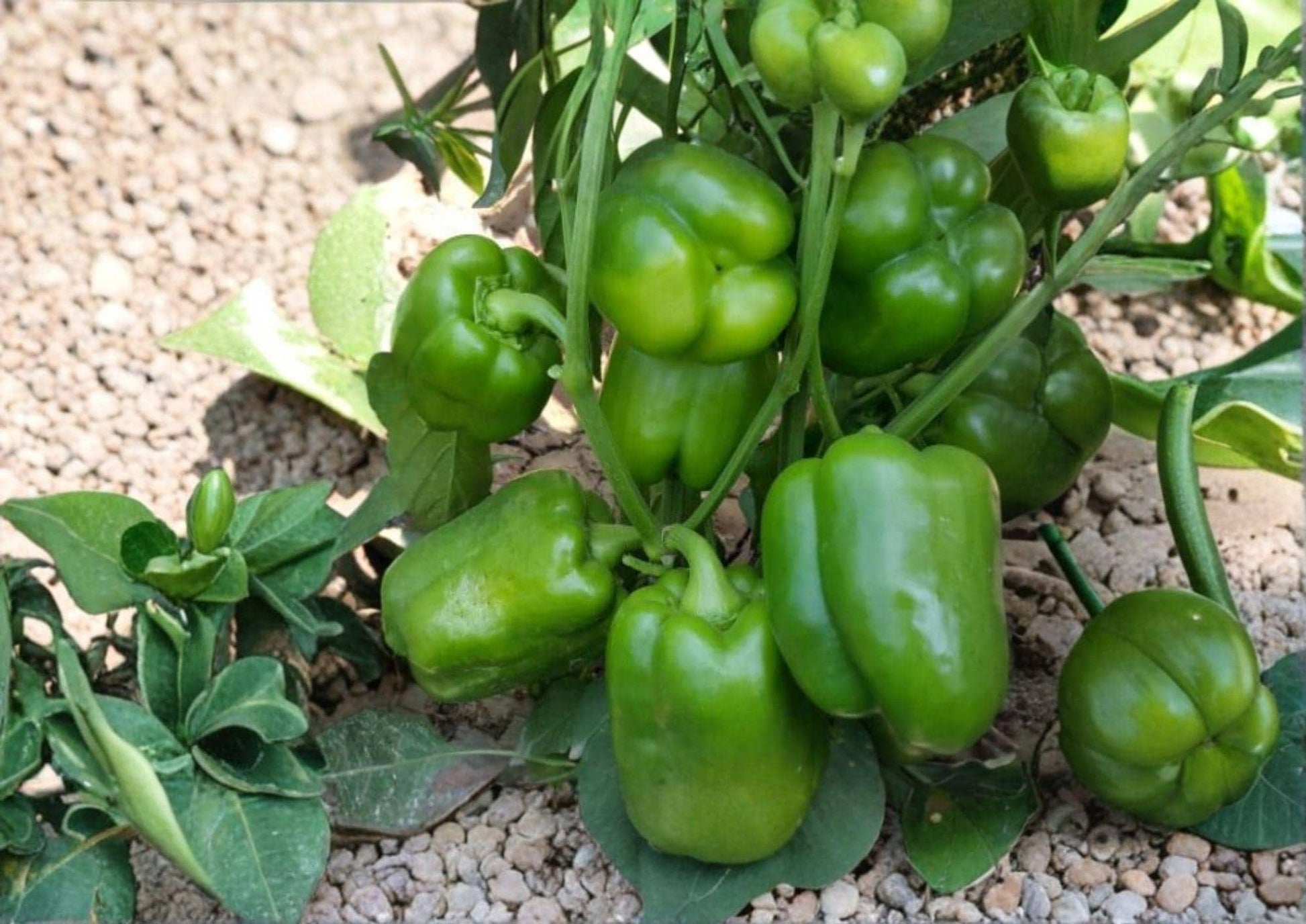 Emerald Giant Bell Pepper Seeds - 30+ Organic Heirloom Seeds for Garden Planting - High Yield Sweet Green to Red Peppers