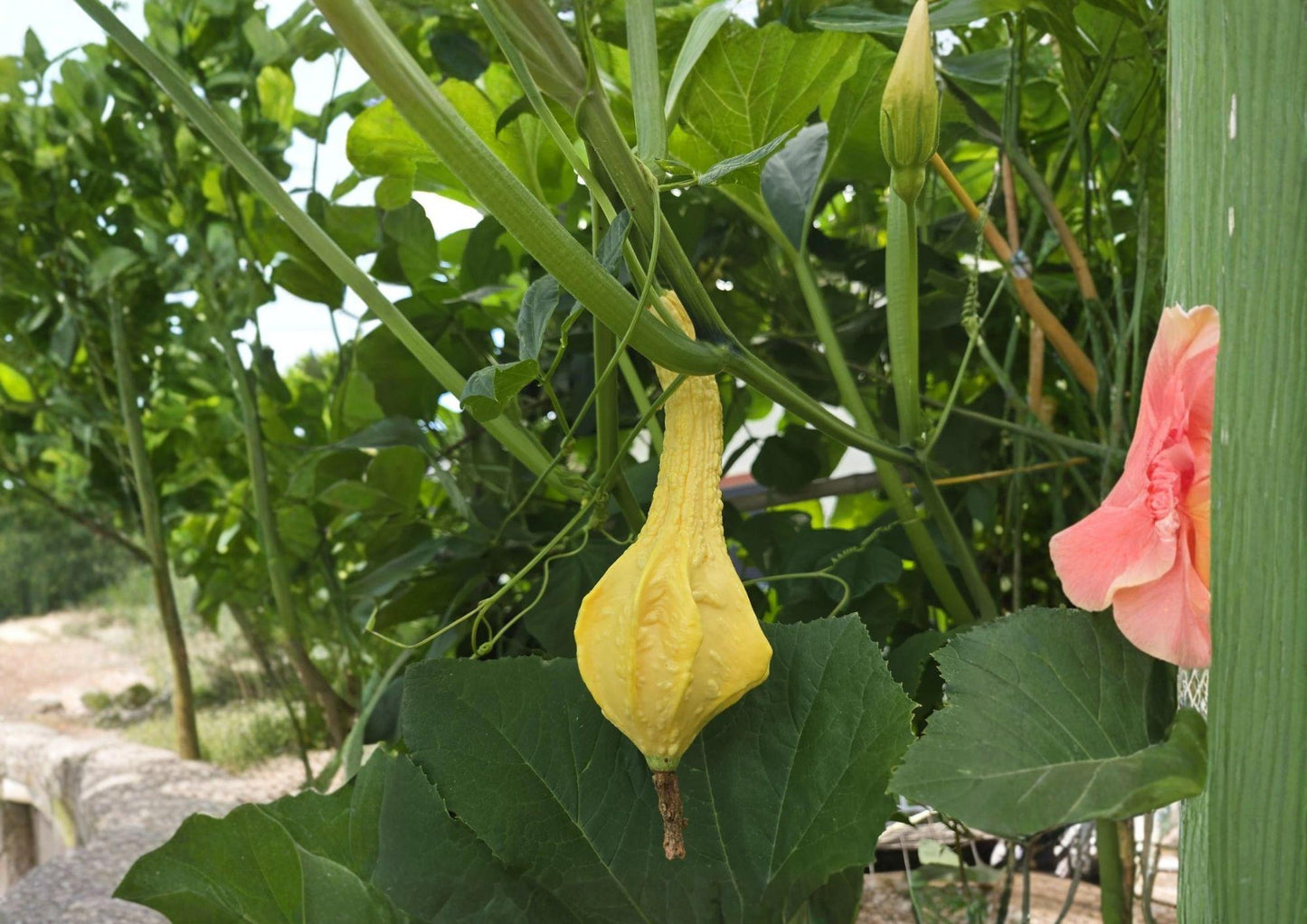 Caveman's Club Dinosaur Gourd Seeds - 10 Rare Heirloom Maranka Squash Seeds for Garden Planting, Unique Long Club Shape
