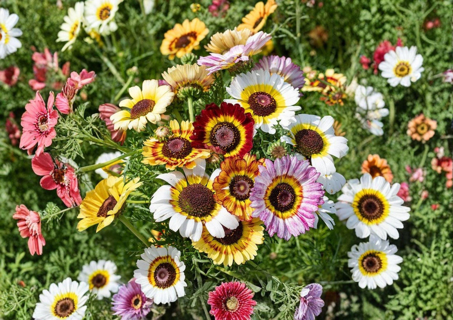 Painted Daisy Mix Seeds - 100+ Bright Colorful Flower Seeds for Planting, Chrysanthemum Carinatum, Easy to Grow