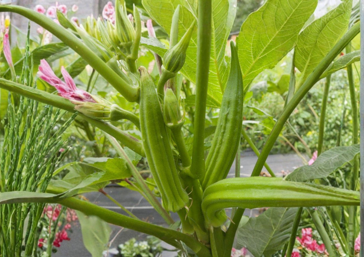 Perkins Long Pod Okra Seeds - 50+ Heirloom Non-GMO Vegetable Seeds for High Yield Summer Garden - Abelmoschus esculentus