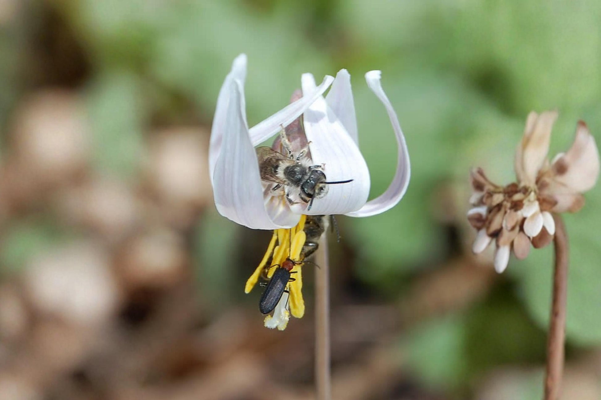 White Trout Lily Seeds (5) | Erythronium albidum | Native Spring Ephemeral for Woodland Gardens and Shade Areas