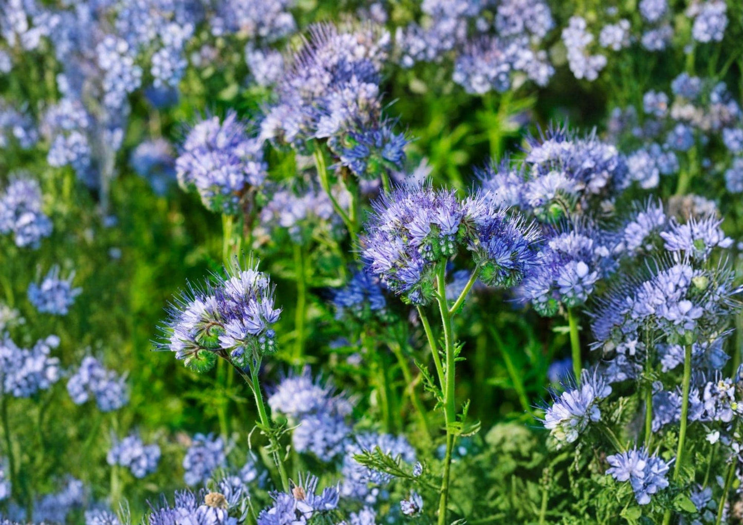 Lacy Phacelia Seeds - 1000+ Purple Tansy Flower Seeds, Pollinator-Friendly Wildflower, Soil Improvement, Fast Shipping