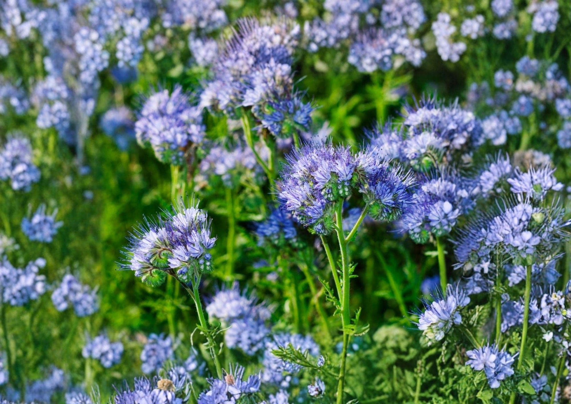 Lacy Phacelia Seeds - 1000+ Purple Tansy Flower Seeds, Pollinator-Friendly Wildflower, Soil Improvement, Fast Shipping