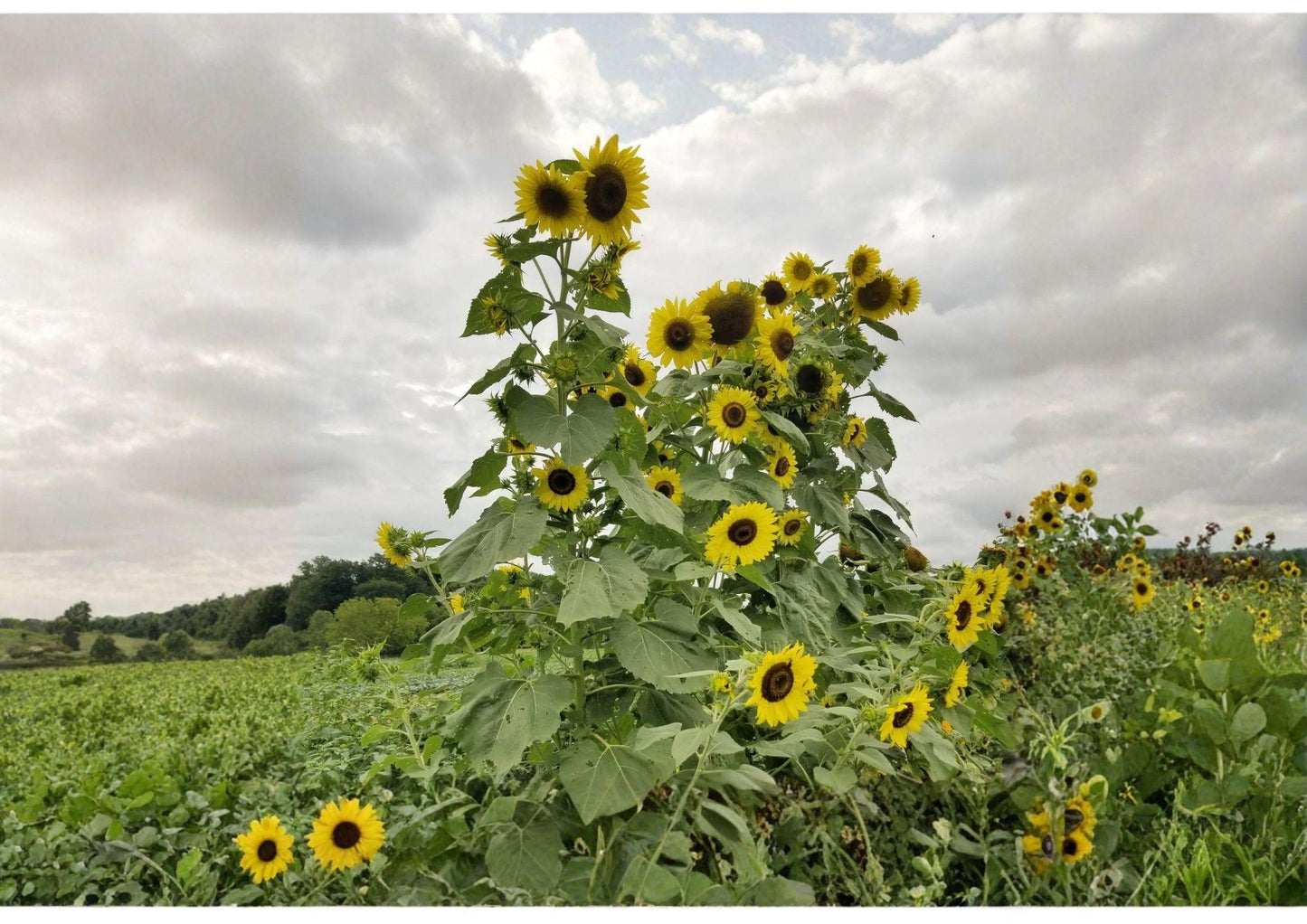 Lemon Queen Sunflower Seeds - 50+ Rare Large Yellow Bloom Seeds for Garden Planting - Pollinator Friendly, Fast Growing