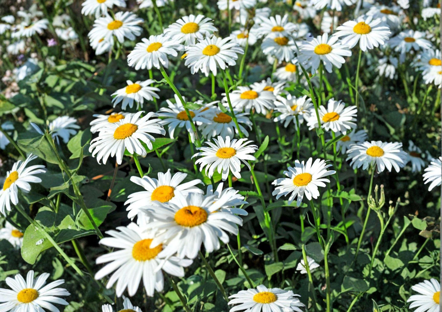 Shasta Daisy Seeds - 200+ Heirloom White Flower Seeds for Garden Planting, Perennial Pollinator Friendly Variety