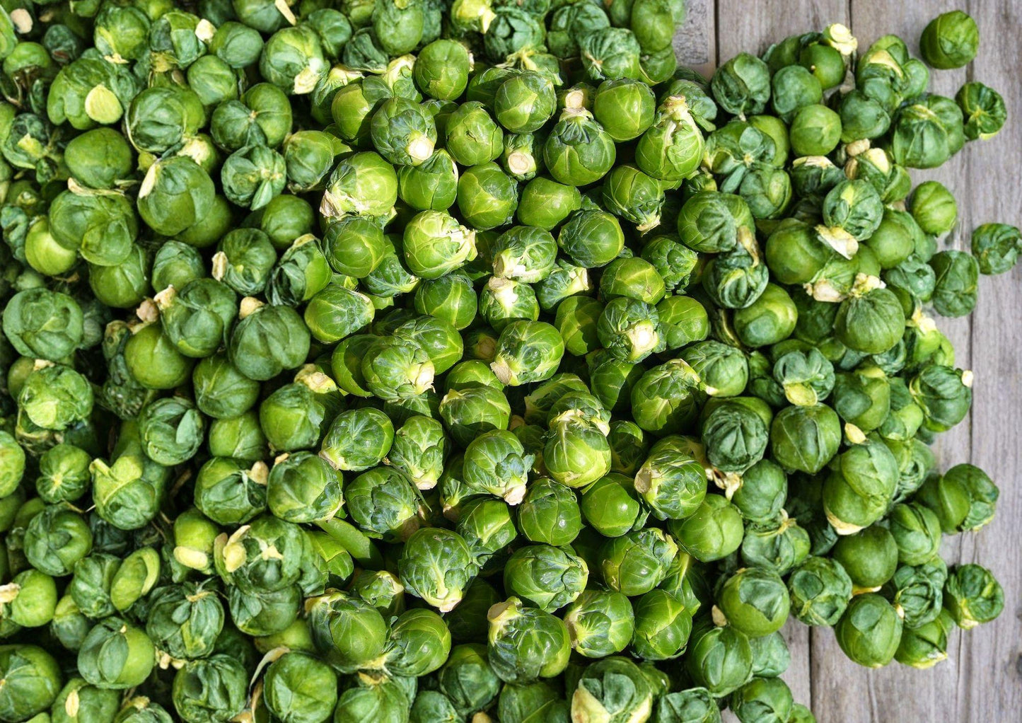 Brussels Sprouts Seeds - 200+ Heirloom Organic Non-GMO High Yield Variety - Fast Growing Catskill (Brassica oleracea)