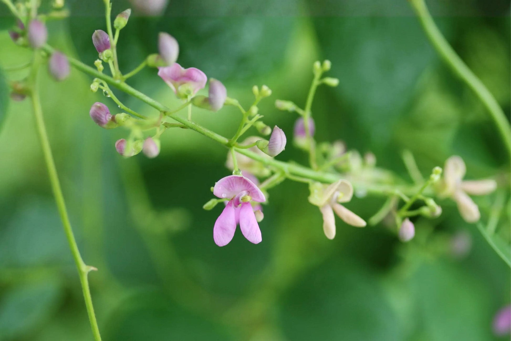Wild Kidney Bean Seeds (5) | Rare Native Climbing Vine | Phaseolus polystachios | Nitrogen-Fixing Legume for Gardens