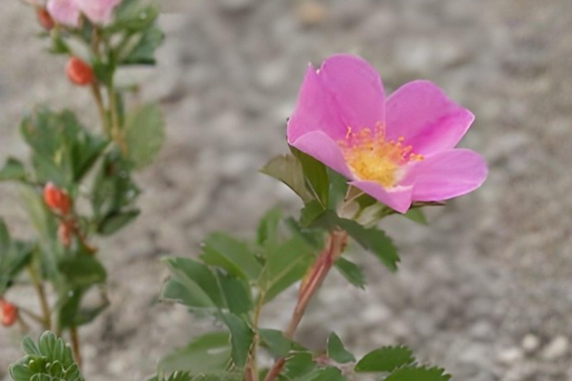 Prairie Wild Rose Seeds (15) | Soft Pink Blooms | Rosa arkansana | Drought Tolerant & Pollinator-Friendly